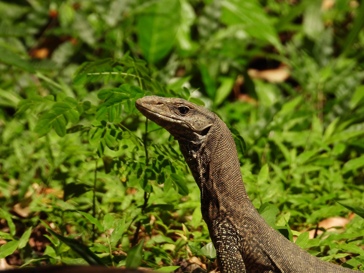 A monitor lizard on rocky substrate, its scaled skin and alert posture visible