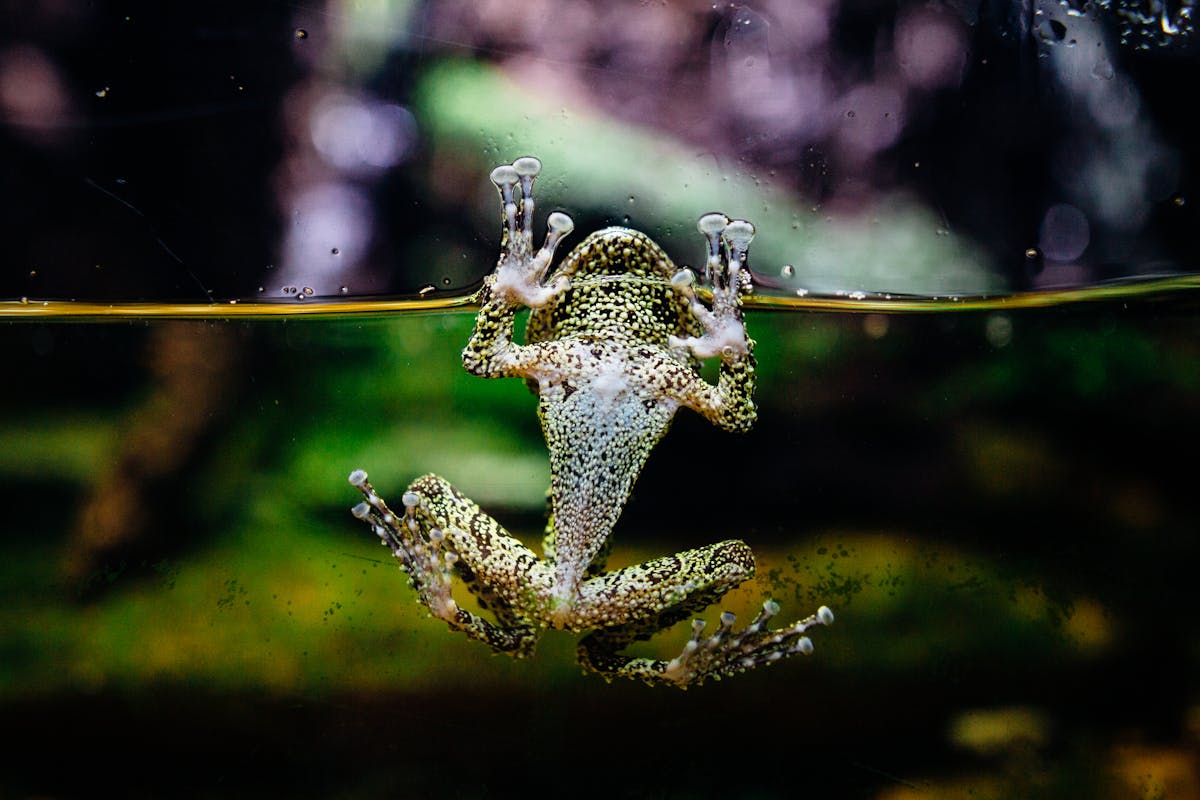 An aquatic frog in clear water, its webbed feet and smooth olive-green skin visible