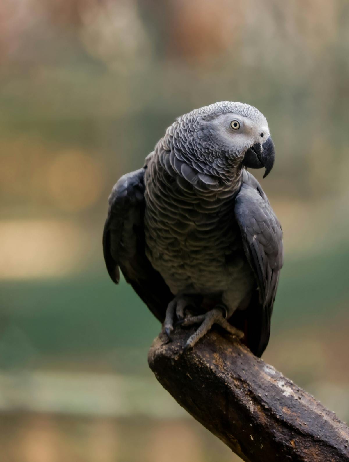 Parrot demonstrating natural behavior