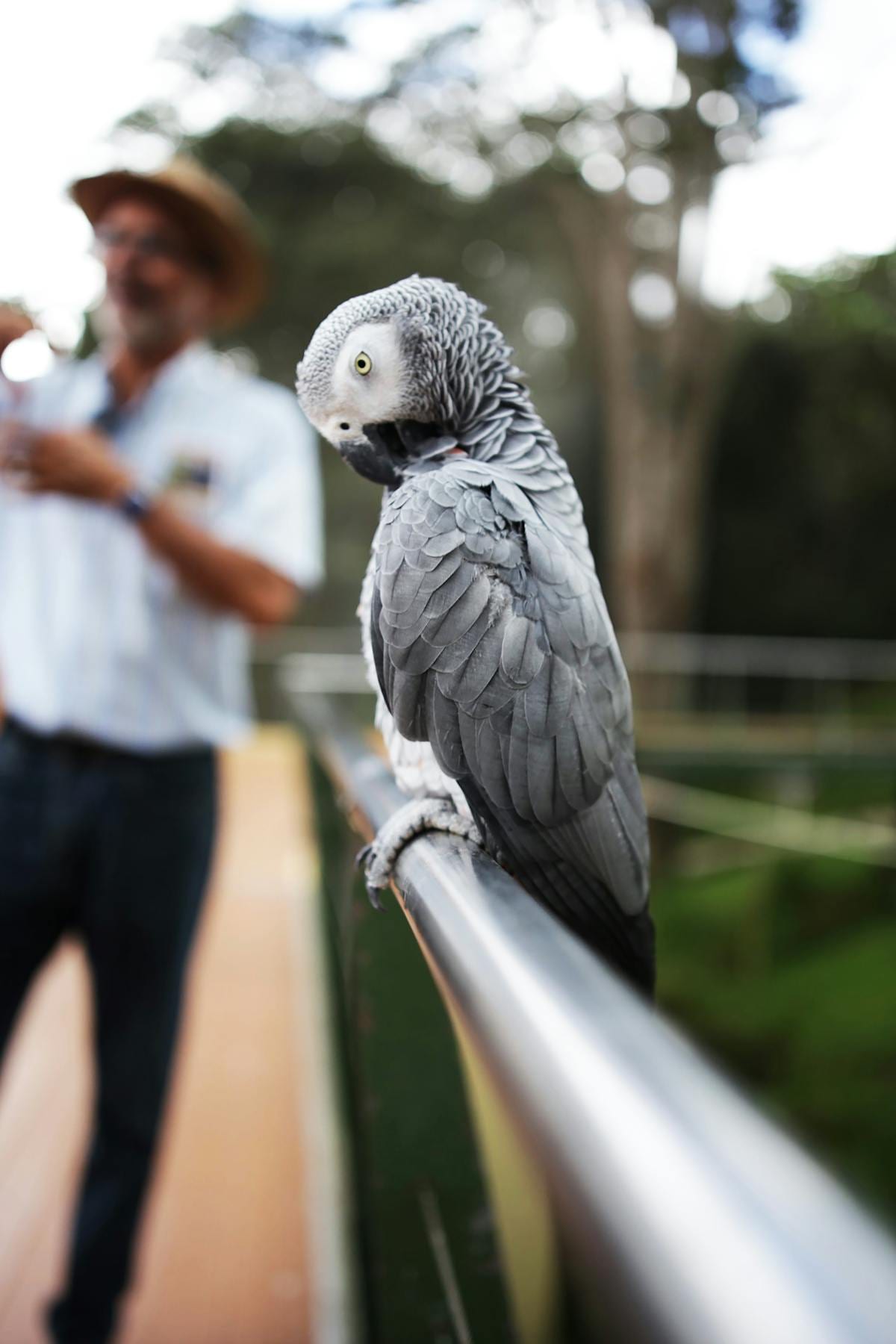 African grey parrot perched outdoors showing distinctive grey plumage and bright red tail