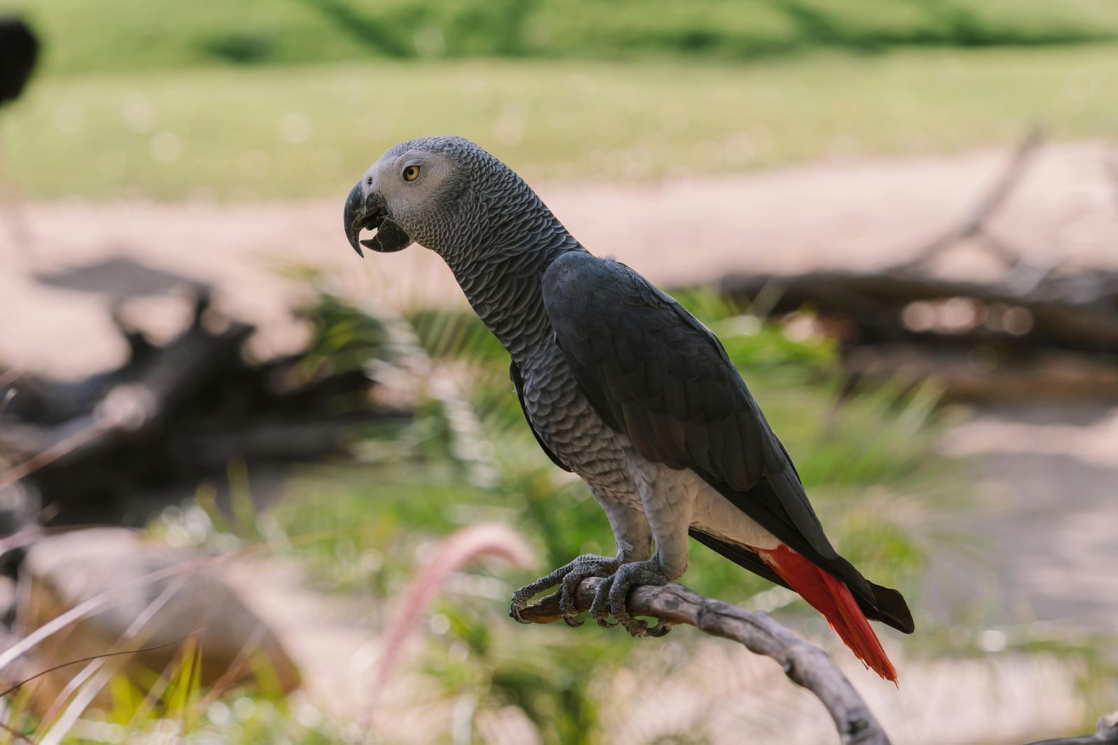 A grey parrot with a pale beak and bright red tail feathers, in close-up