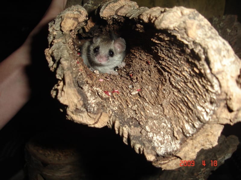 African pygmy dormouse Graphiurus murinus on a natural surface, alert posture