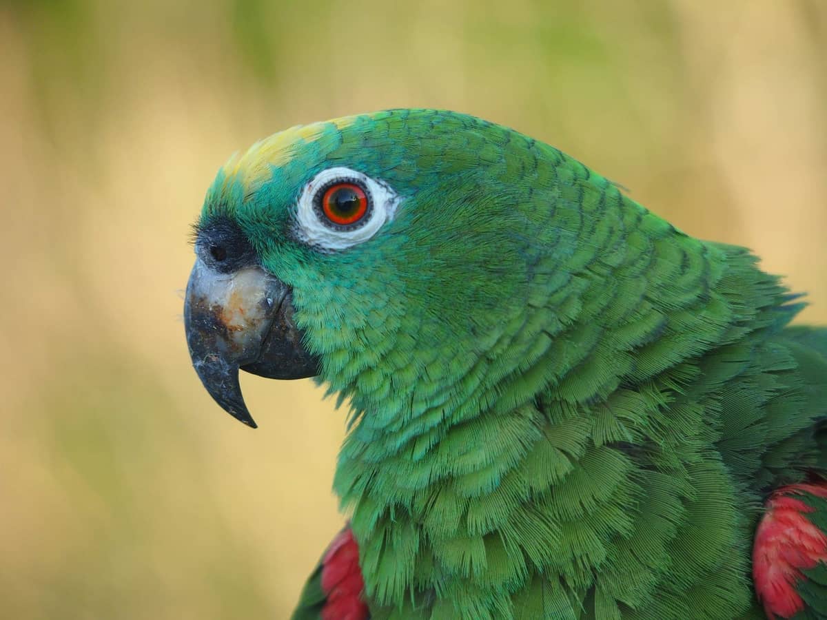 A green Amazon parrot with a blocky beak and bright facial markings