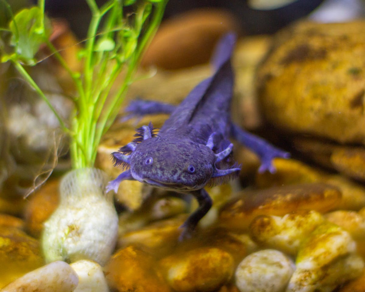 Purple axolotl swimming among rocks and plants in an aquarium, showing gill plumes and limbs