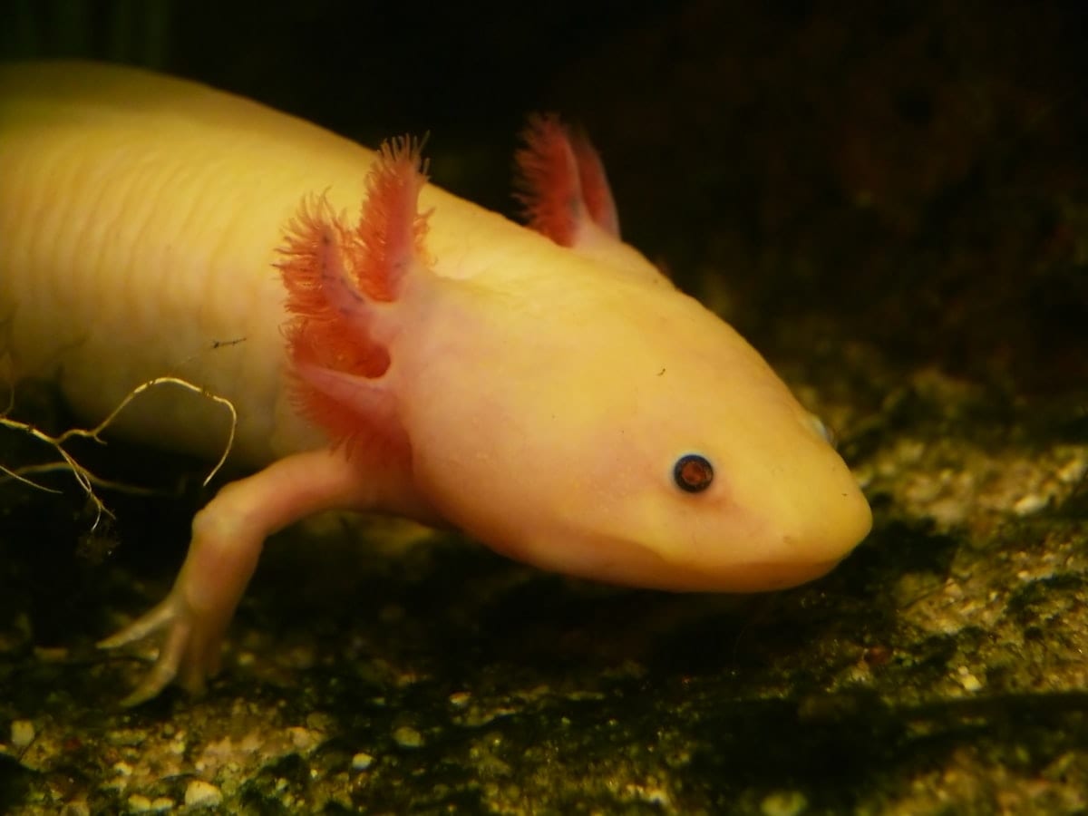 Axolotl salamander resting on rocks in an aquarium showing distinctive feathery gill plumes