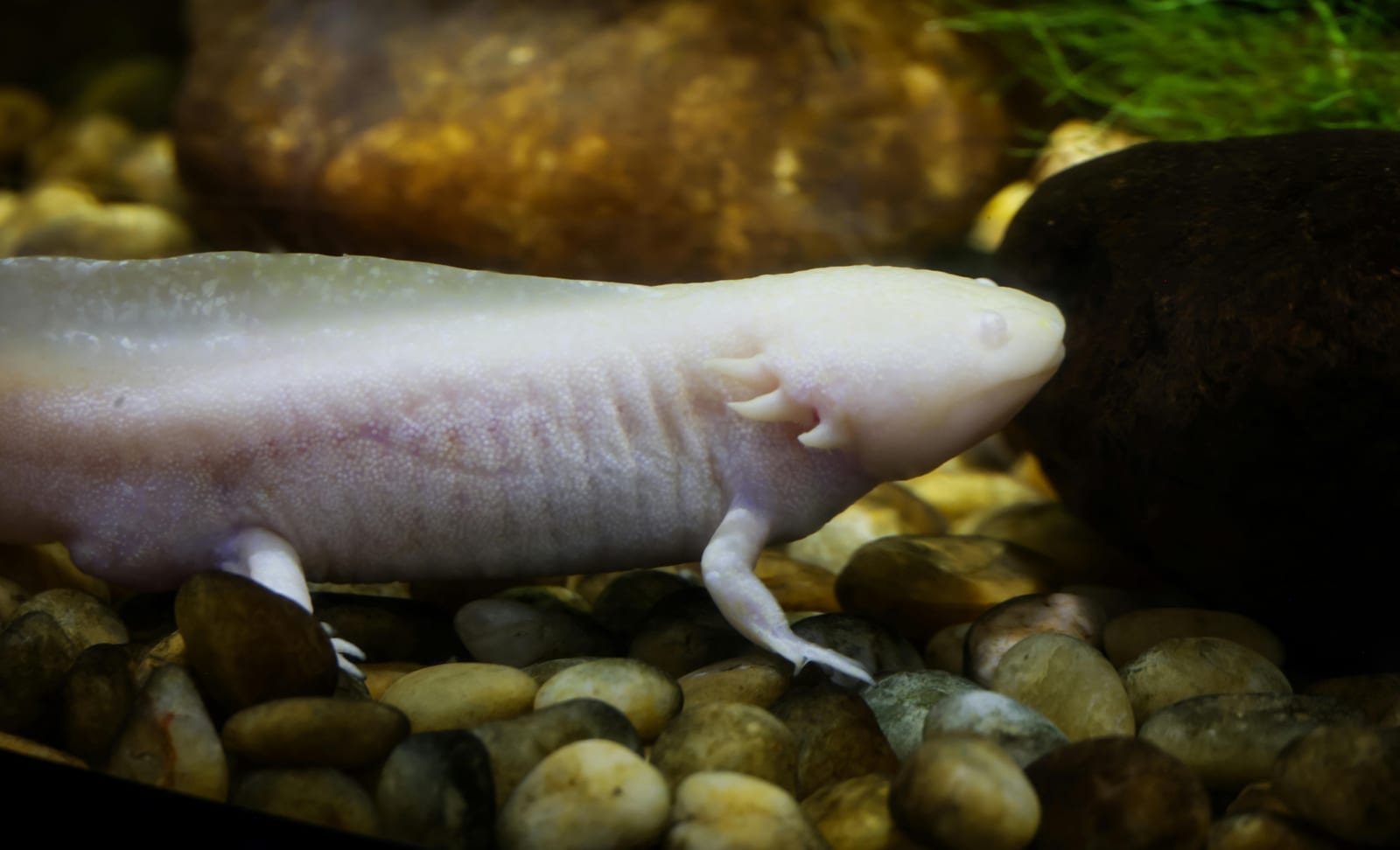 A pink axolotl with feathery external gills, resting underwater