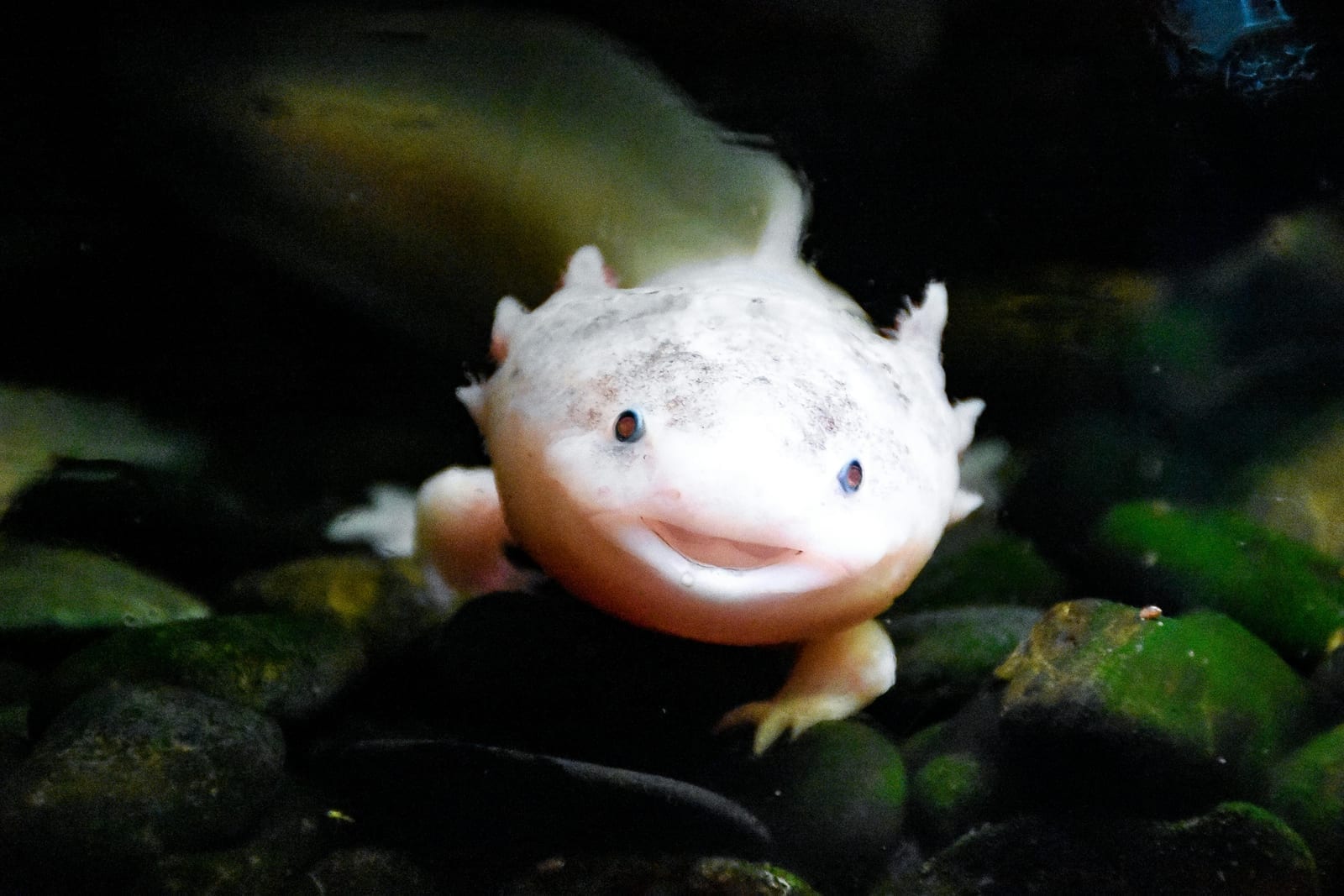 A pink axolotl underwater with its mouth slightly open