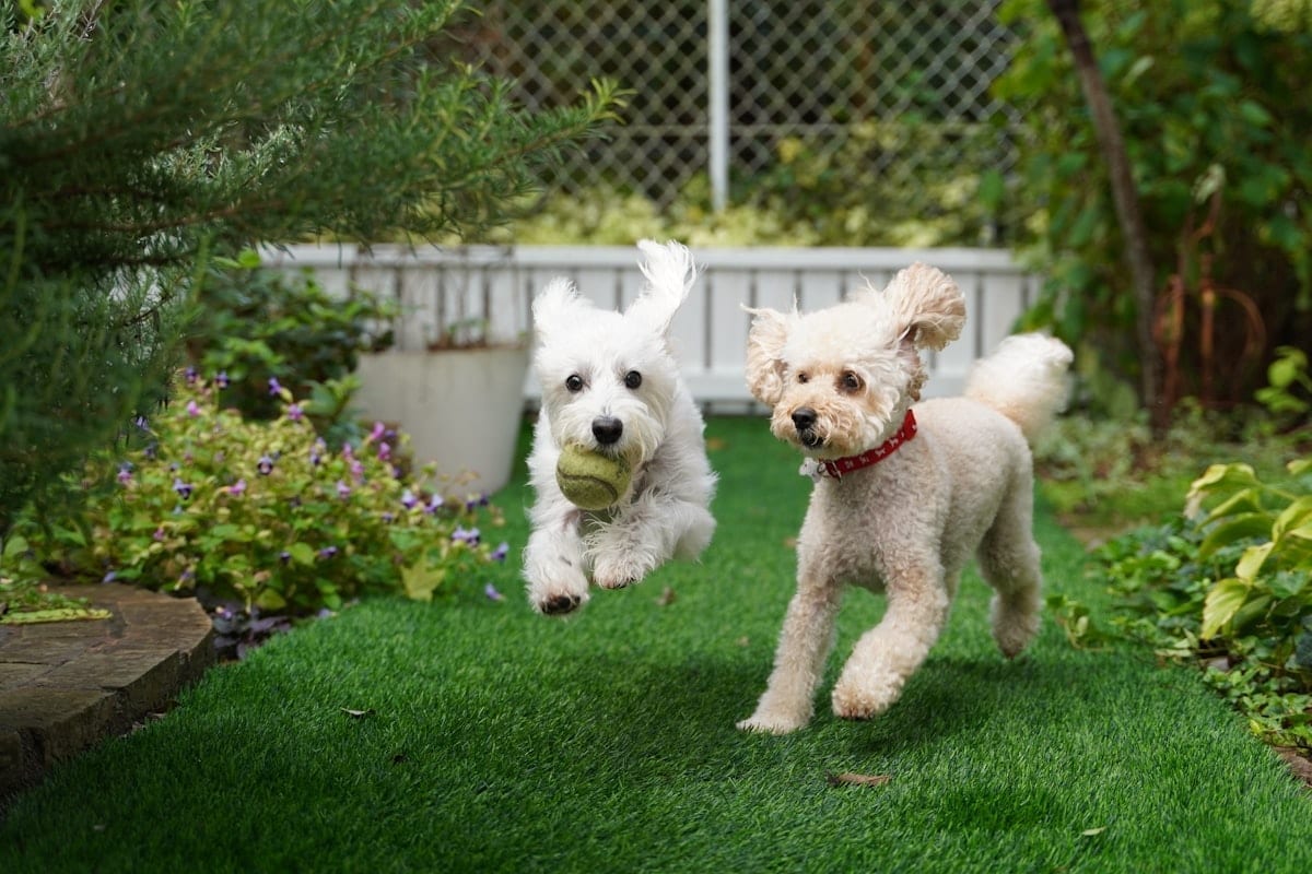 Three dogs playing in a backyard with birthday decorations including balloons and a colorful banner