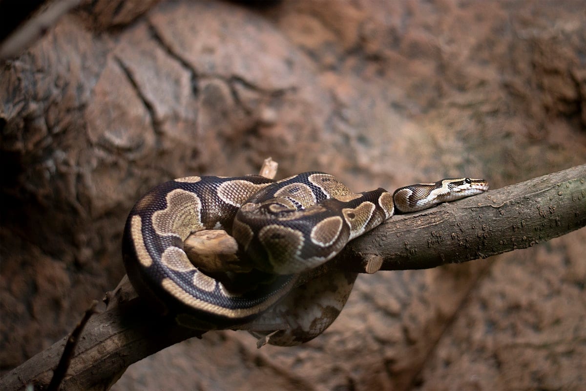 Ball python resting on a branch in a herpetarium, showing typical coiled resting posture