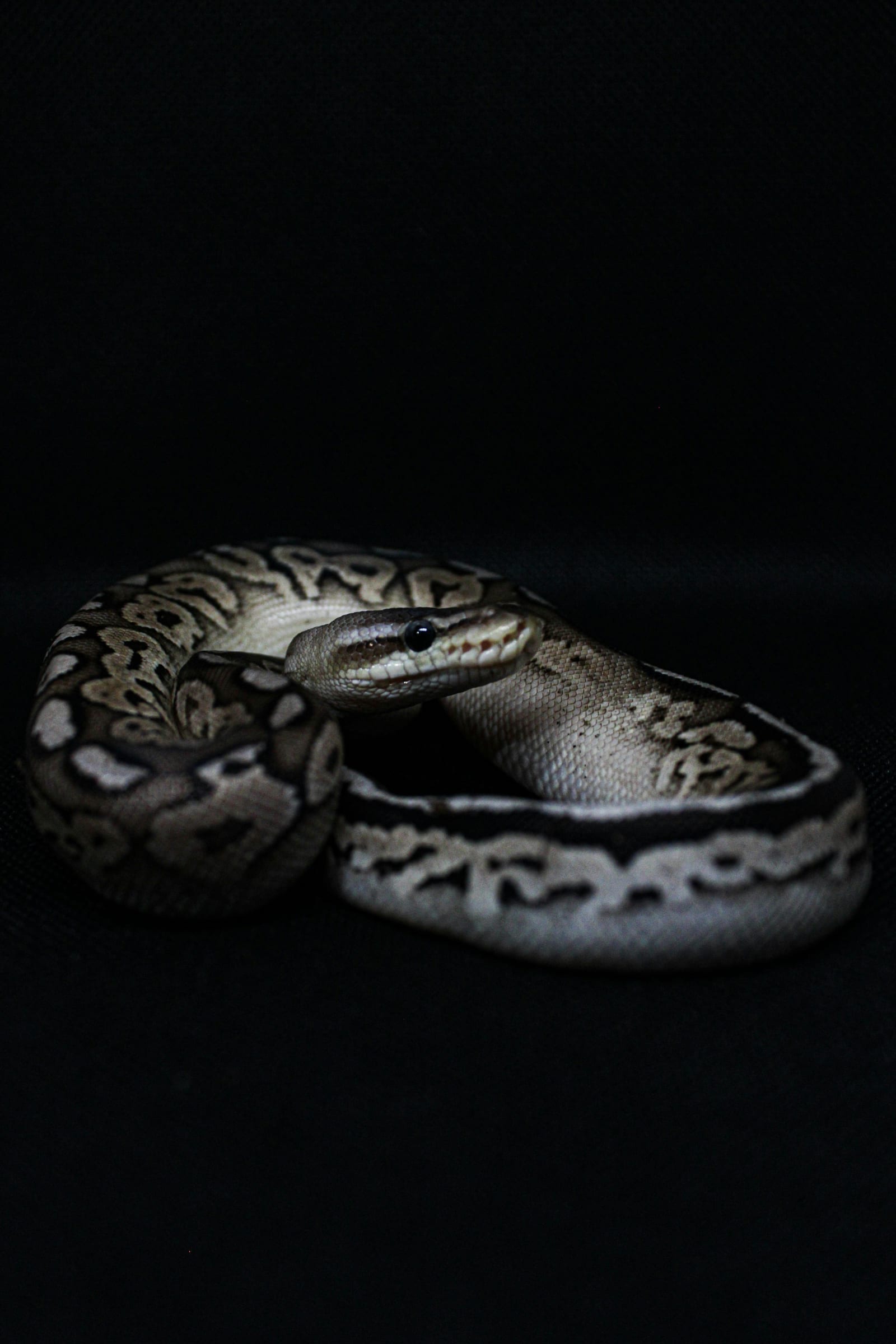 A ball python coiled, showing its brown-and-tan blotched pattern