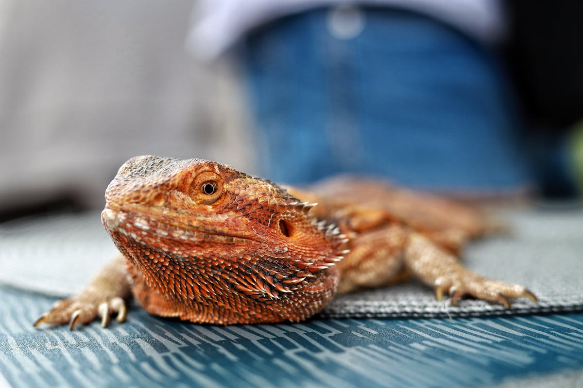 Bearded dragon in basking position