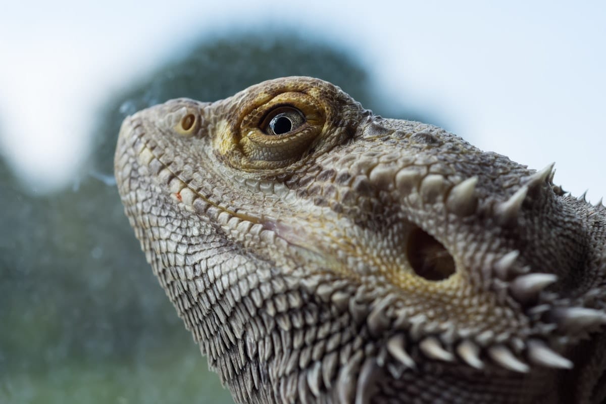 Brown and black bearded dragon with detailed scales in close-up portrait