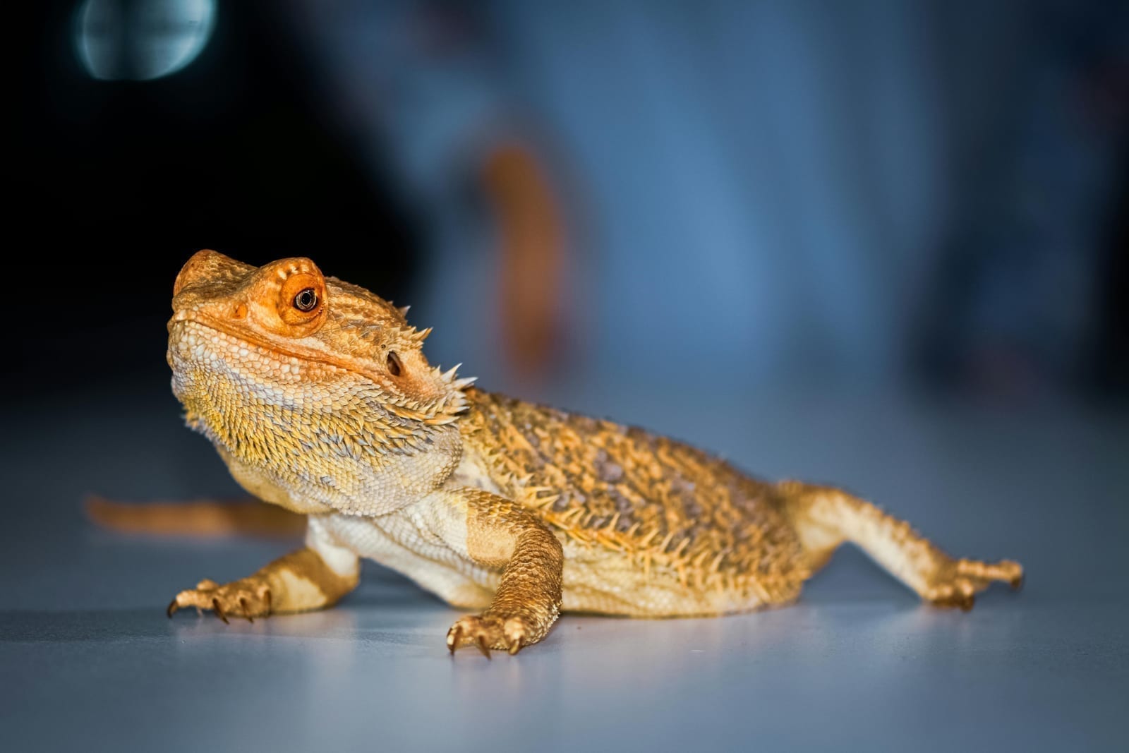 A bearded dragon with spiny skin and an alert posture