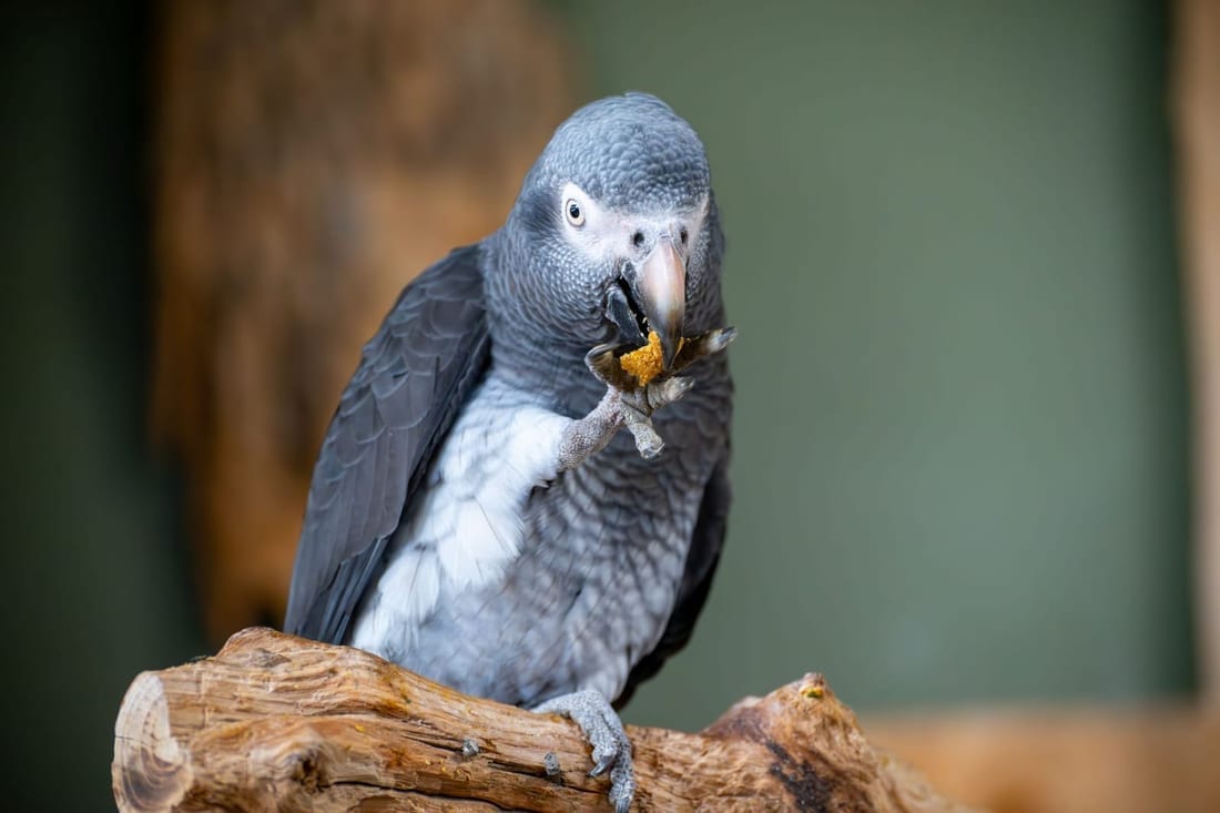 Grey parrot standing on a wooden branch holding a piece of food in one foot and eating from it