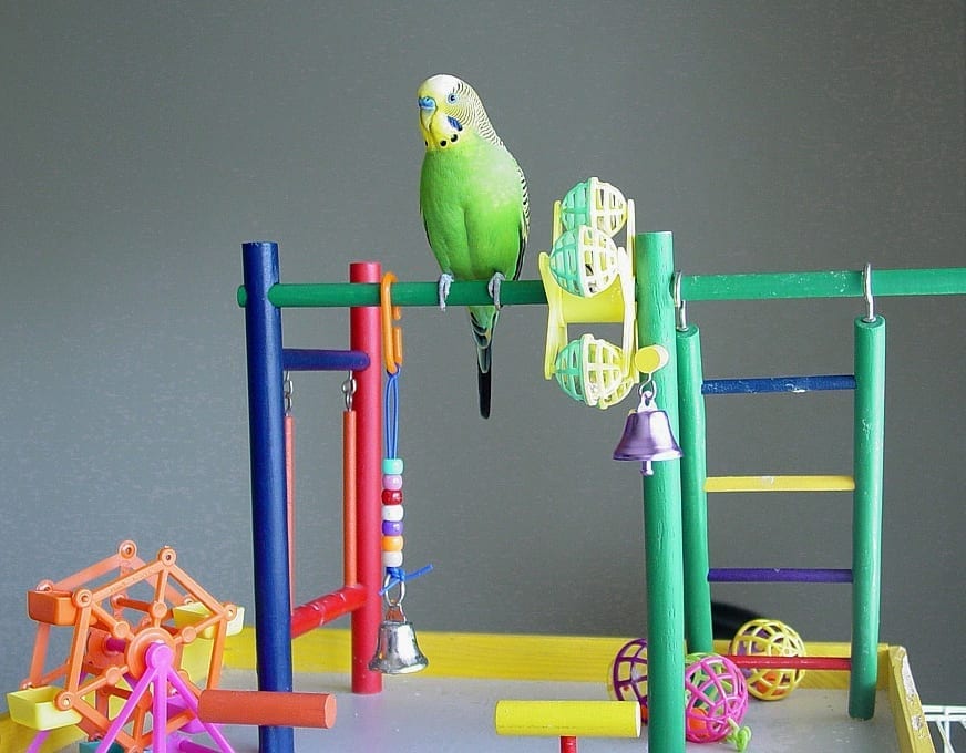 Green budgerigar standing on a brightly coloured play gym beside a yellow shredding toy and a small bell