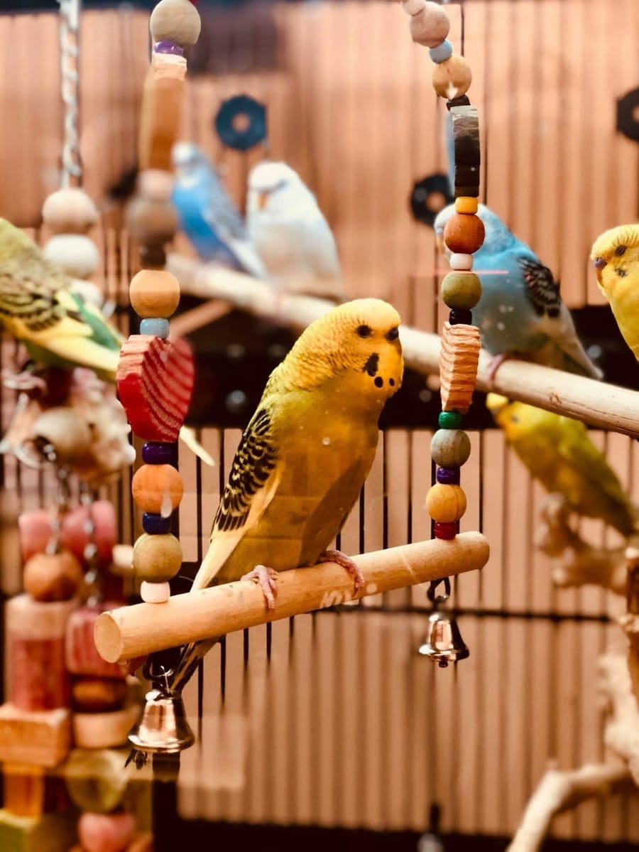 Budgerigars perched inside a cage densely hung with wooden ladders, beaded toys and bells