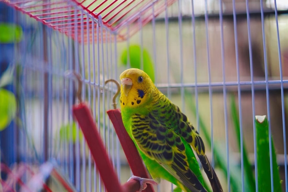 Yellow and green budgerigar inside a brightly coloured wire cage with plastic perches