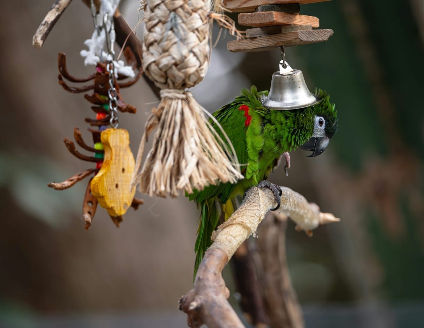 Green parrot perched on a branch beside a hanging woven foraging toy with dried fruit pieces and a bell