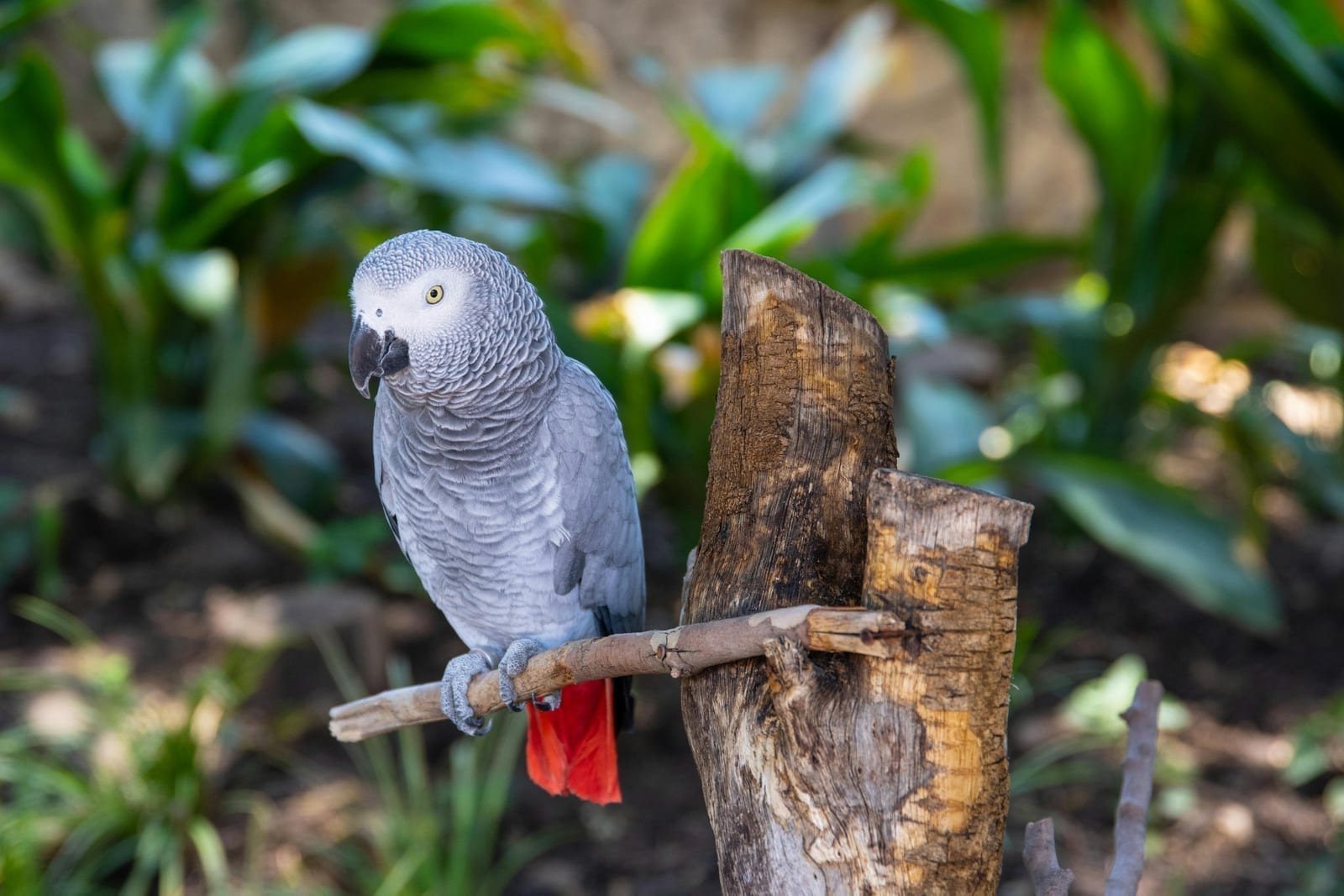 A grey parrot with a red tail, investigating something with its beak
