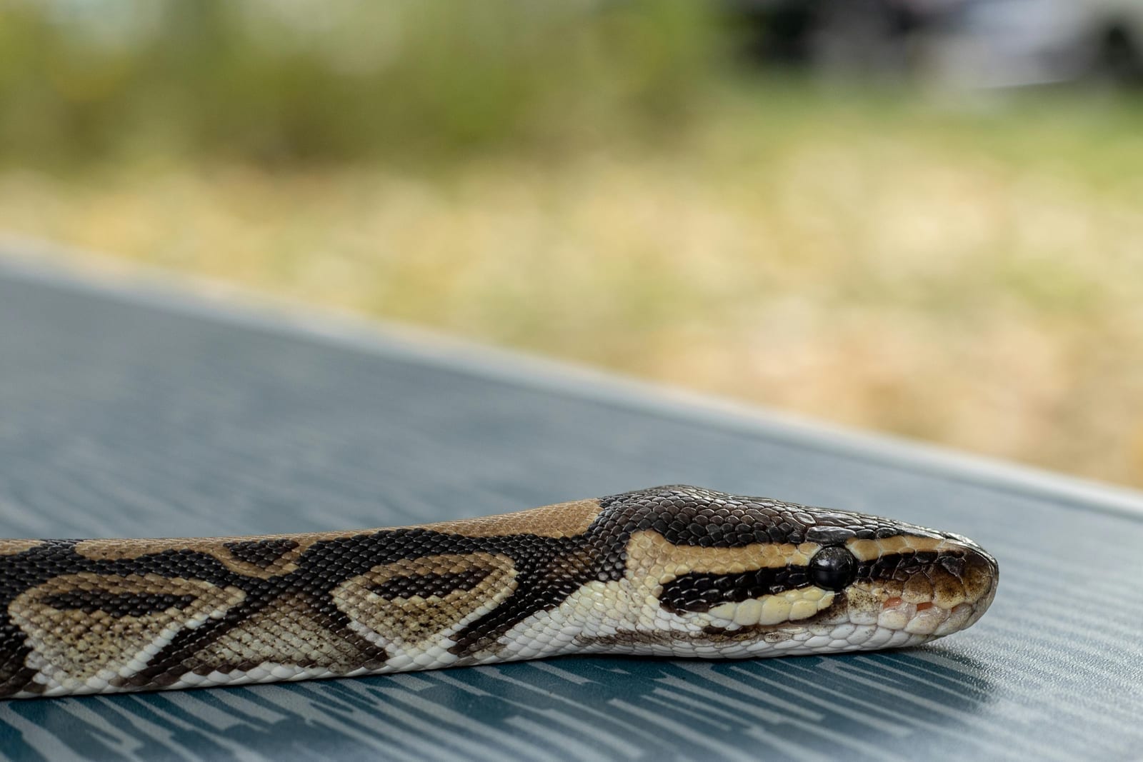 A ball python coiled with its head resting on its body