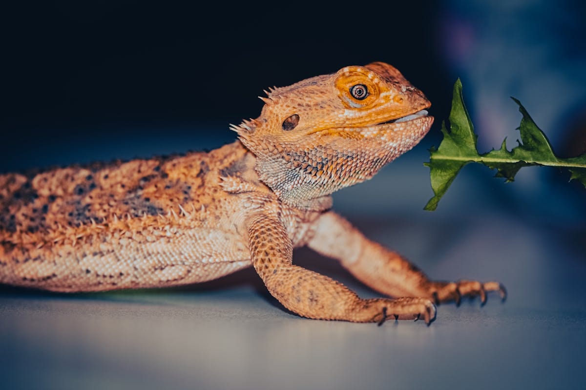 A close-up of a bearded dragon, its textured scales and alert expression visible against green foliage