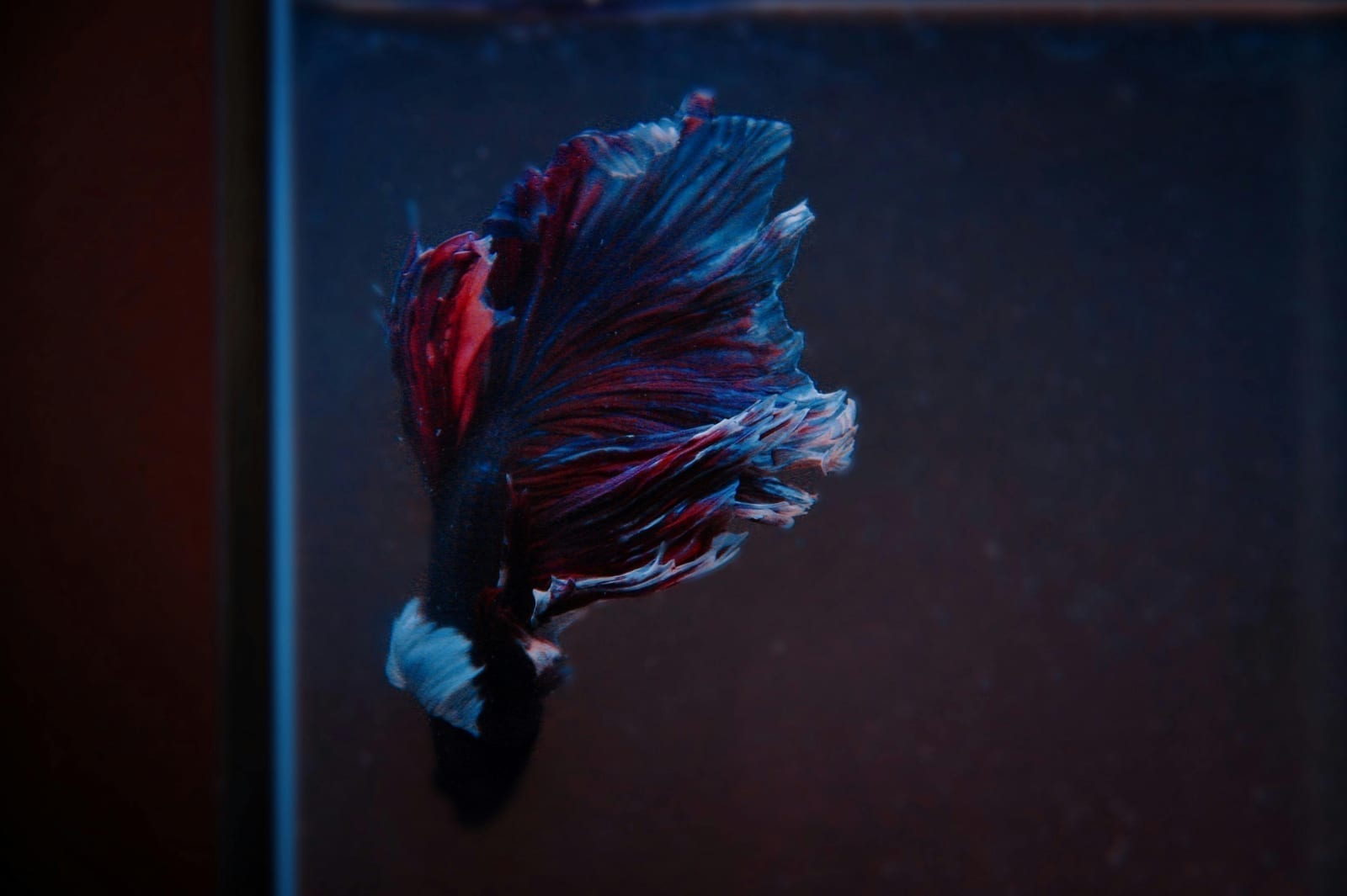 A betta fish with vivid fins spread wide