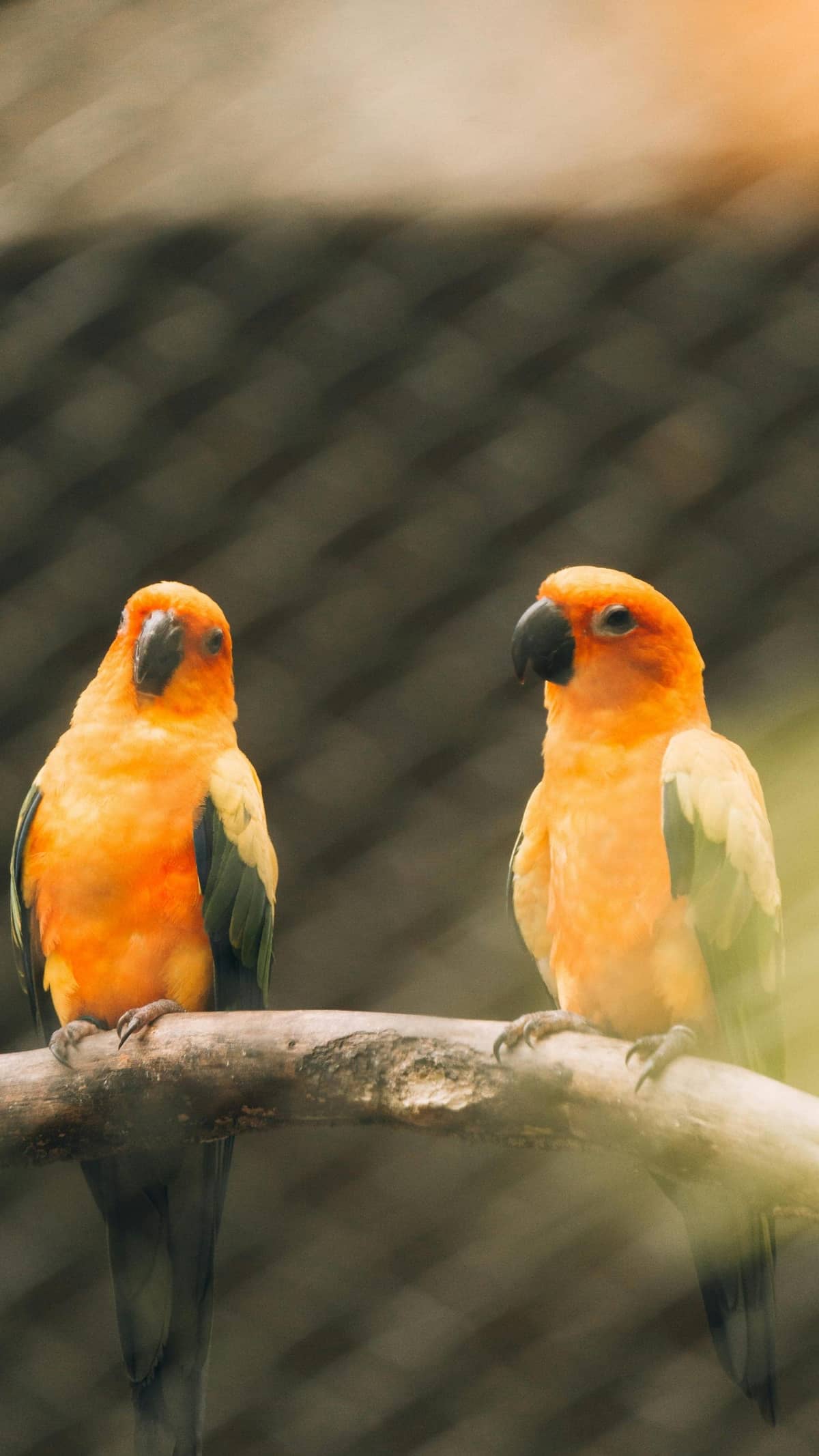 A green conure with an orange head, gripping a perch