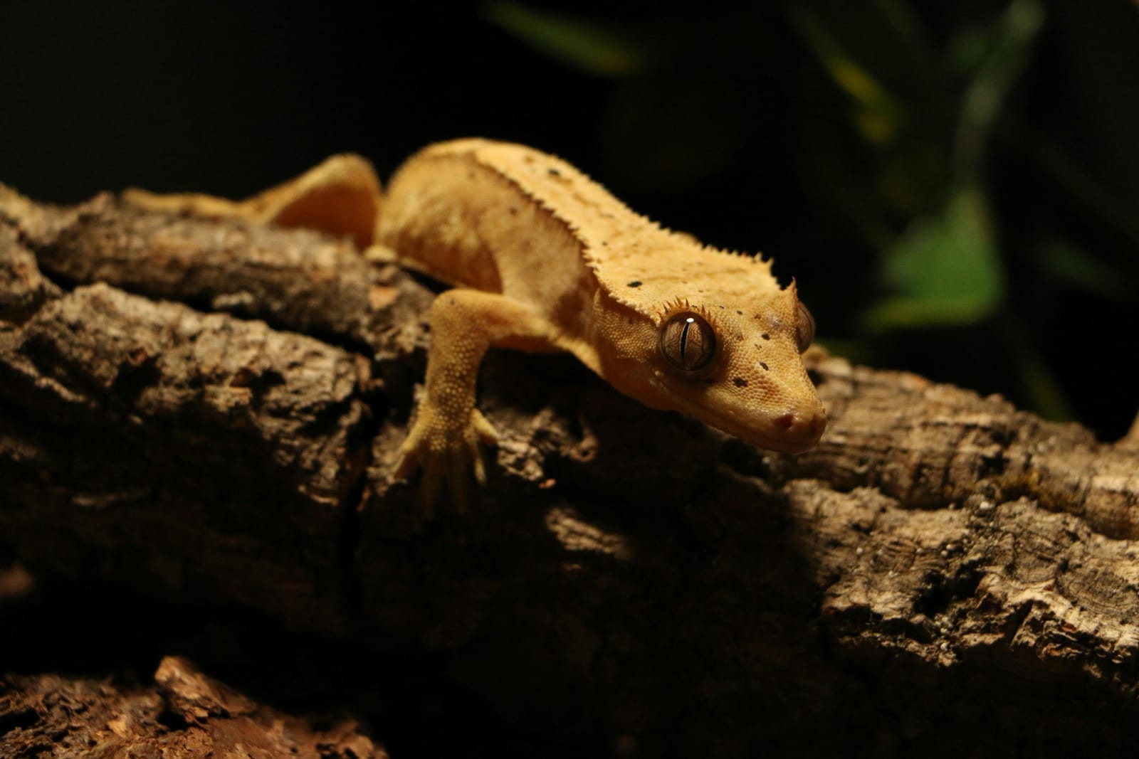 A crested gecko clinging to glass, eyelash fringes visible