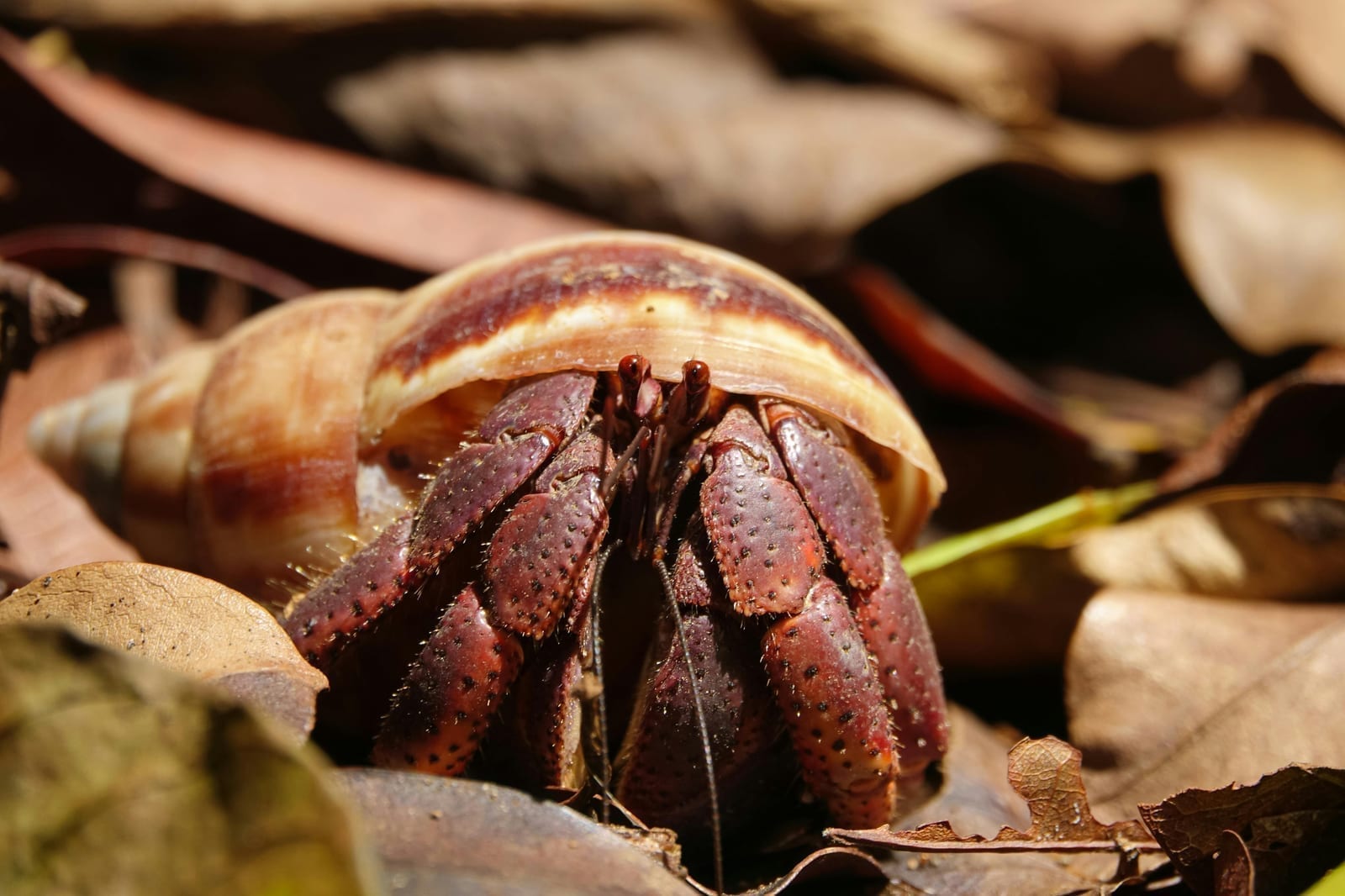 A hermit crab half-emerged from a spiral shell