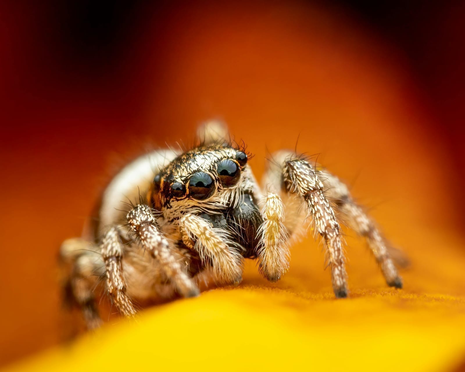 A jumping spider with large eyes perched on a leaf