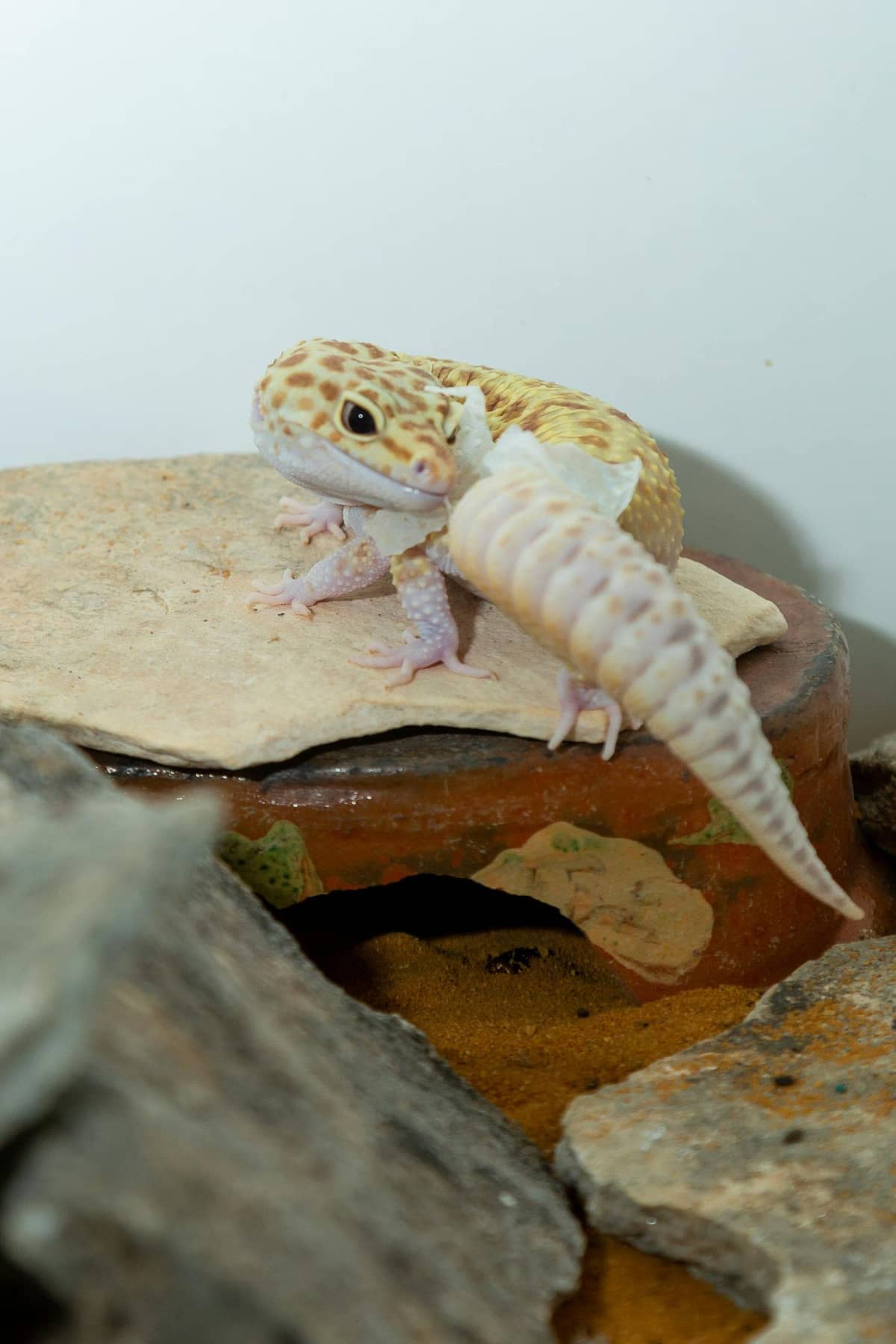 A spotted leopard gecko with a plump tail on sand-colored substrate