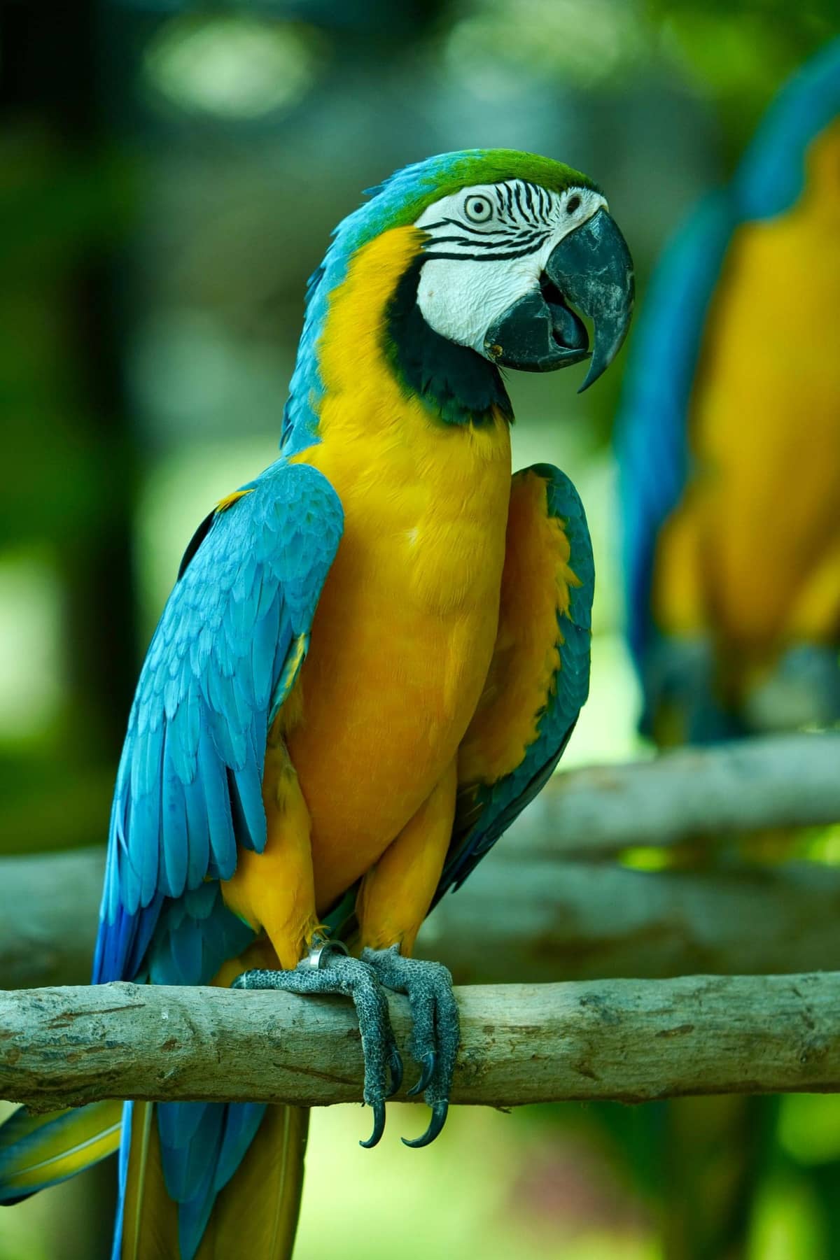 A large colorful macaw gripping a perch with one foot