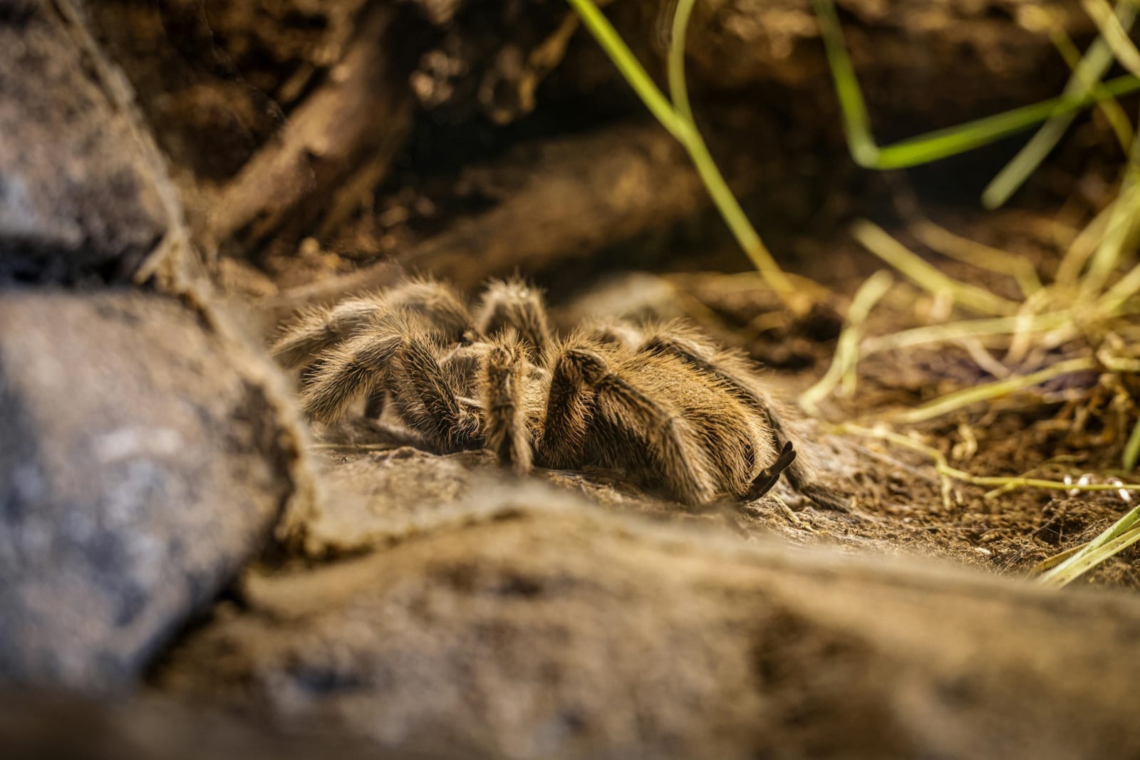 A tarantula with thick hairy legs on the substrate
