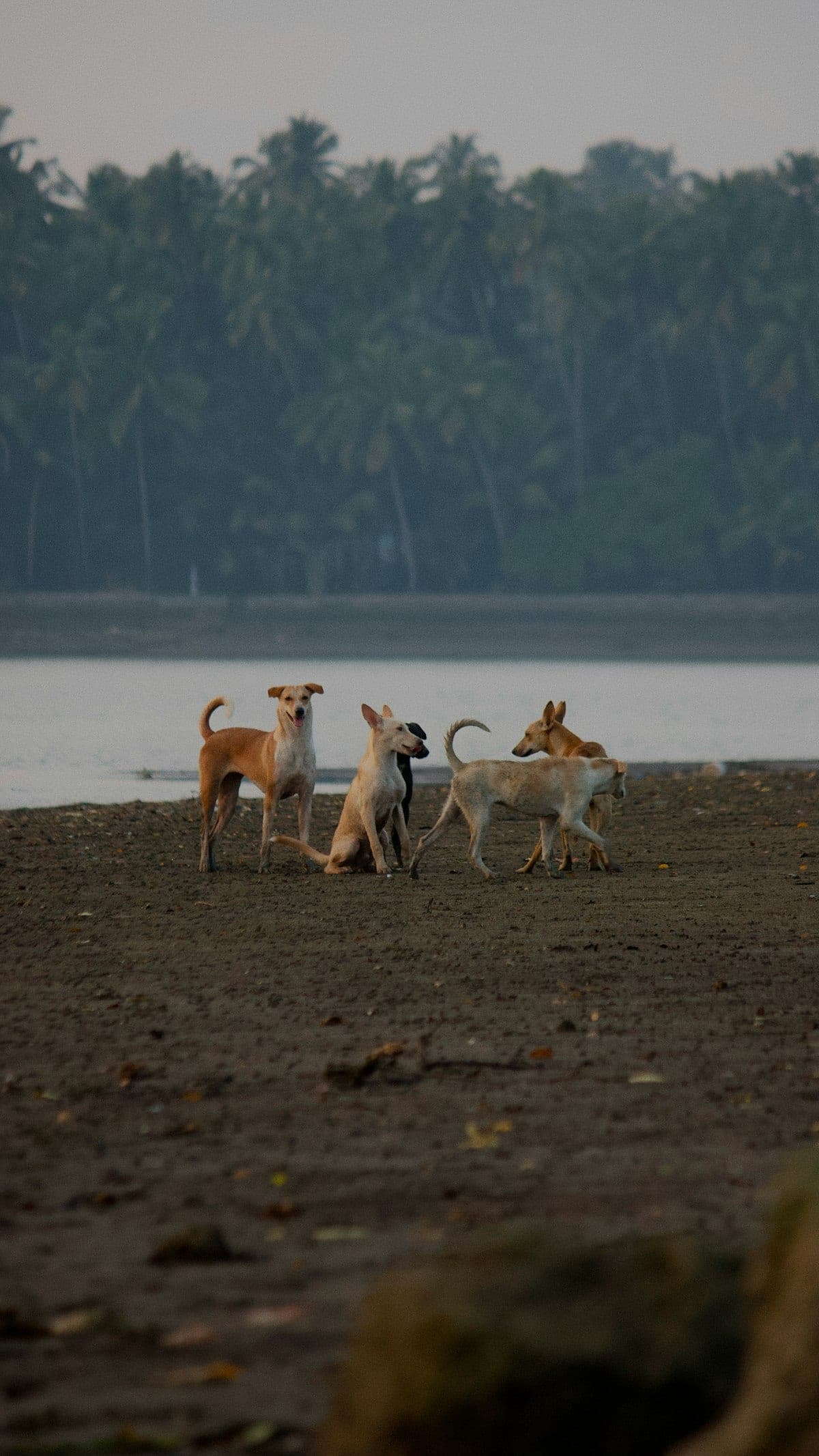 A group of dogs gathered together at an outdoor party setup with treat bags and decorations visible