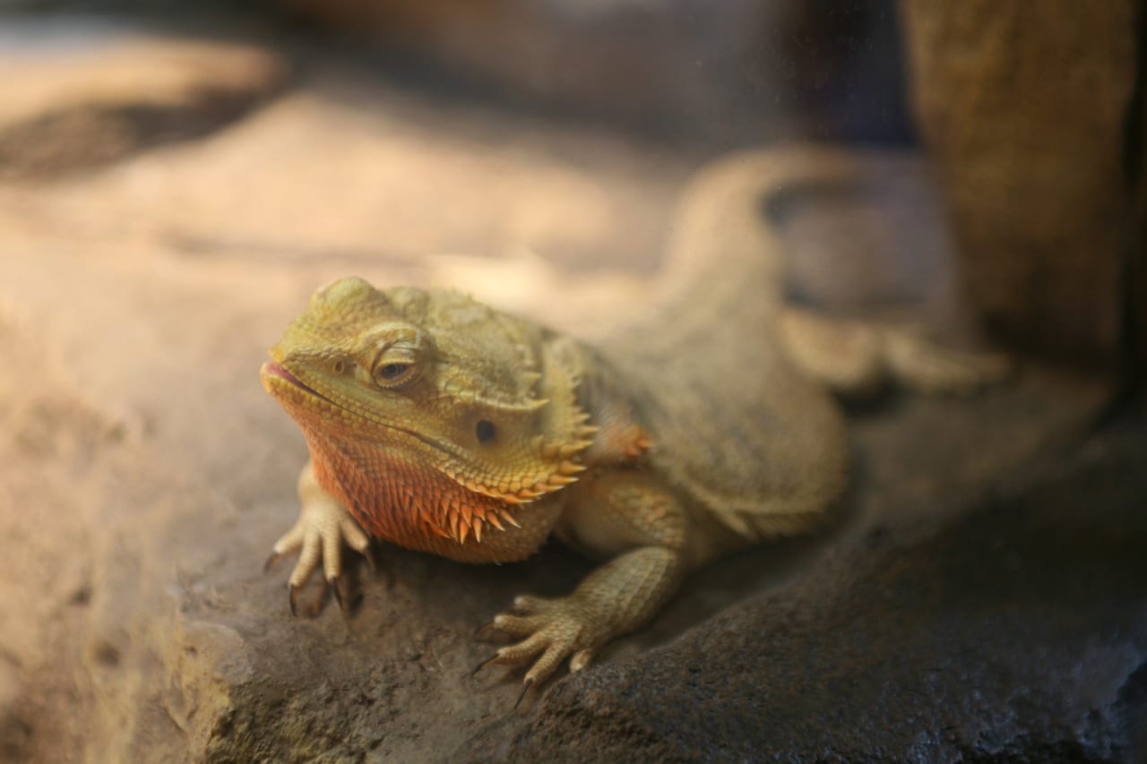 Central bearded dragon resting on sandy ground beside a rock