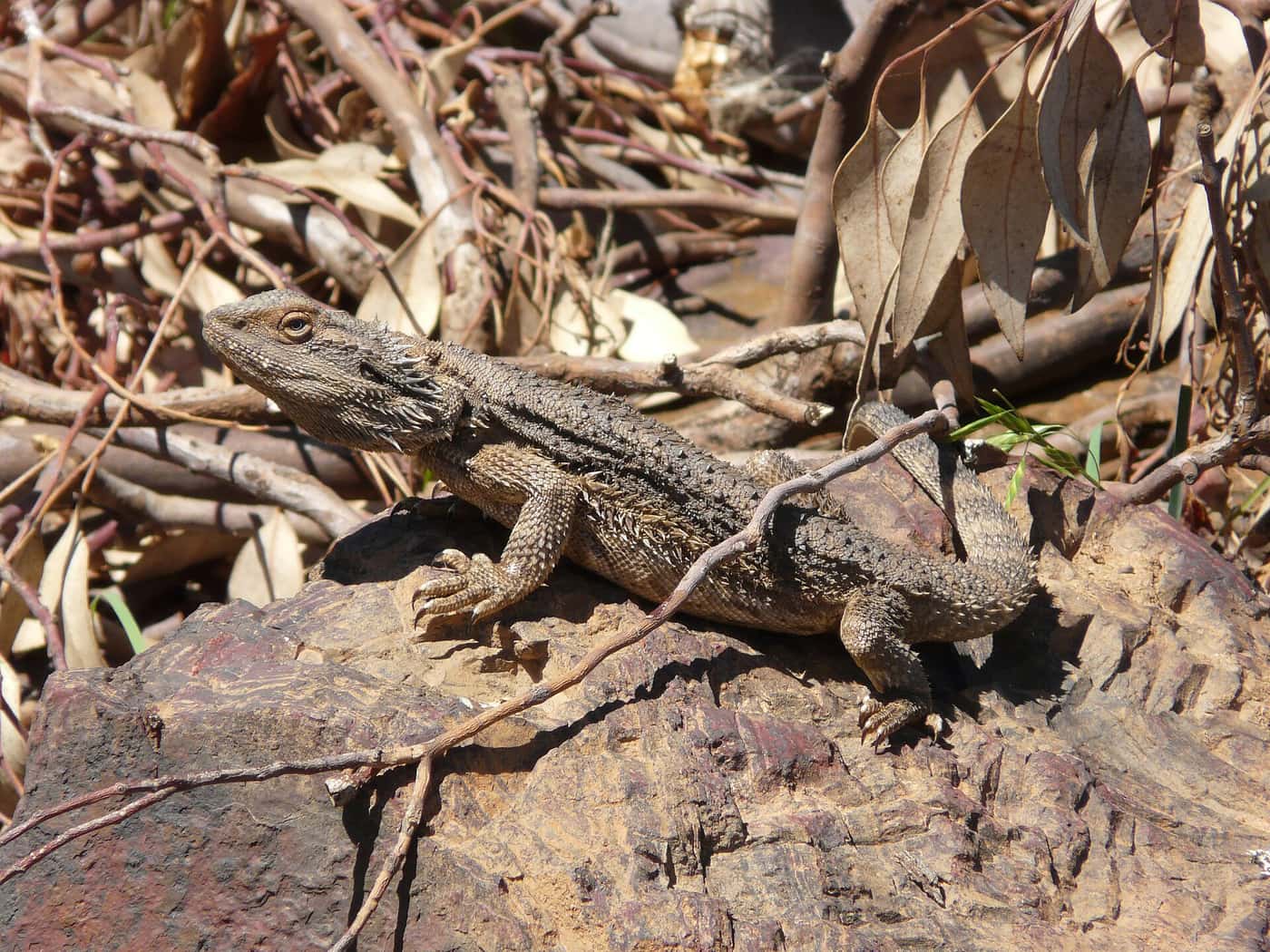 Eastern bearded dragon sunning on a rock among dry leaves and branches