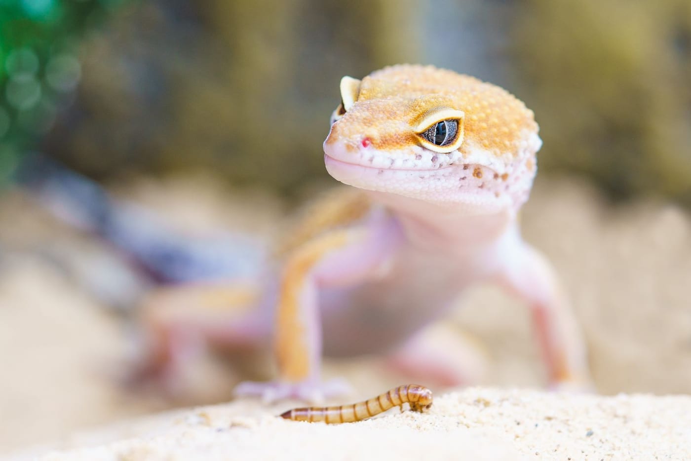 Leopard gecko facing a mealworm on pale sand