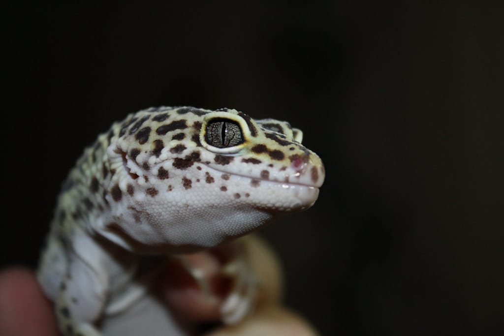 Close-up of a leopard gecko's head and front leg