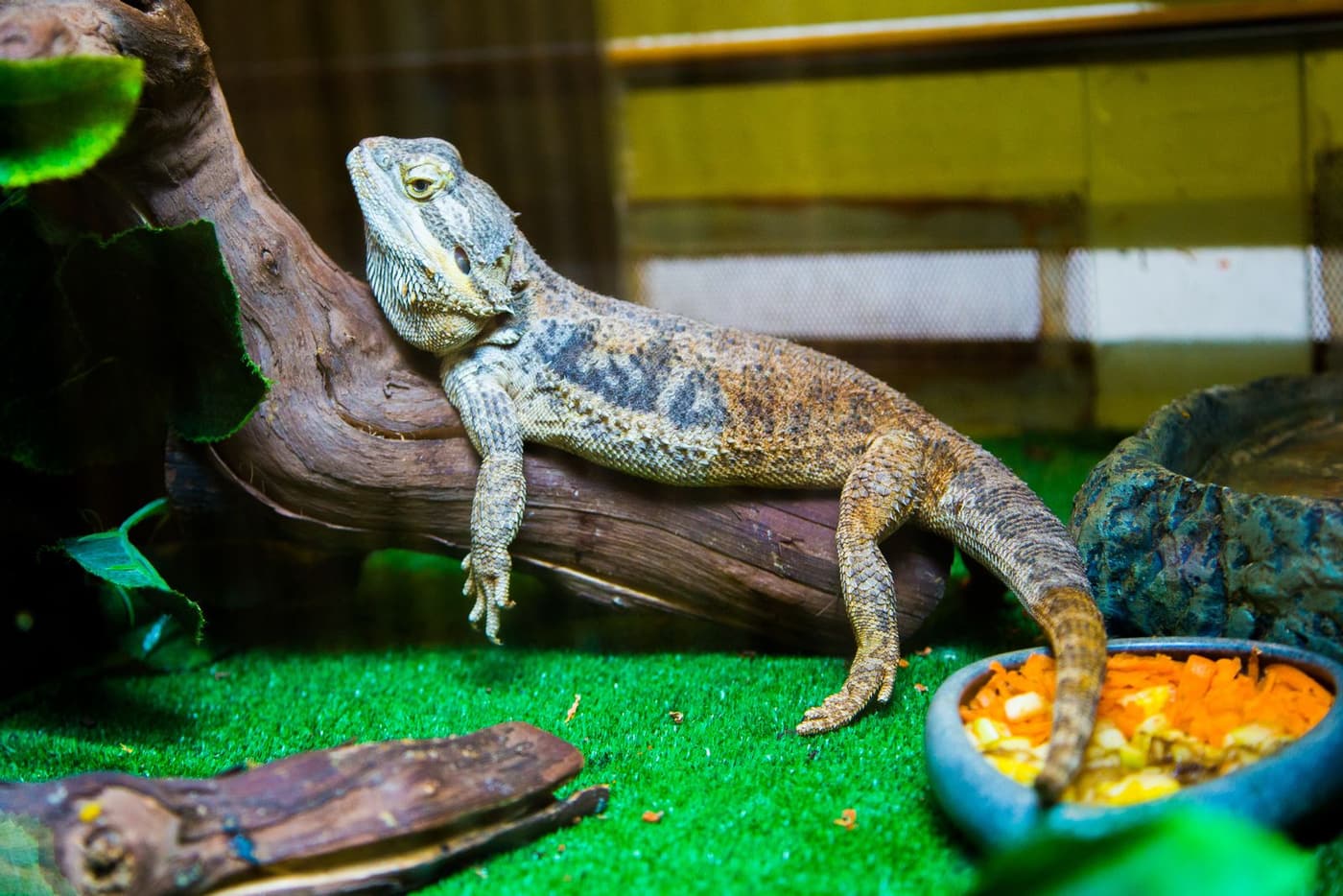 Lizard resting on a wooden branch in a glass terrarium beside a food dish