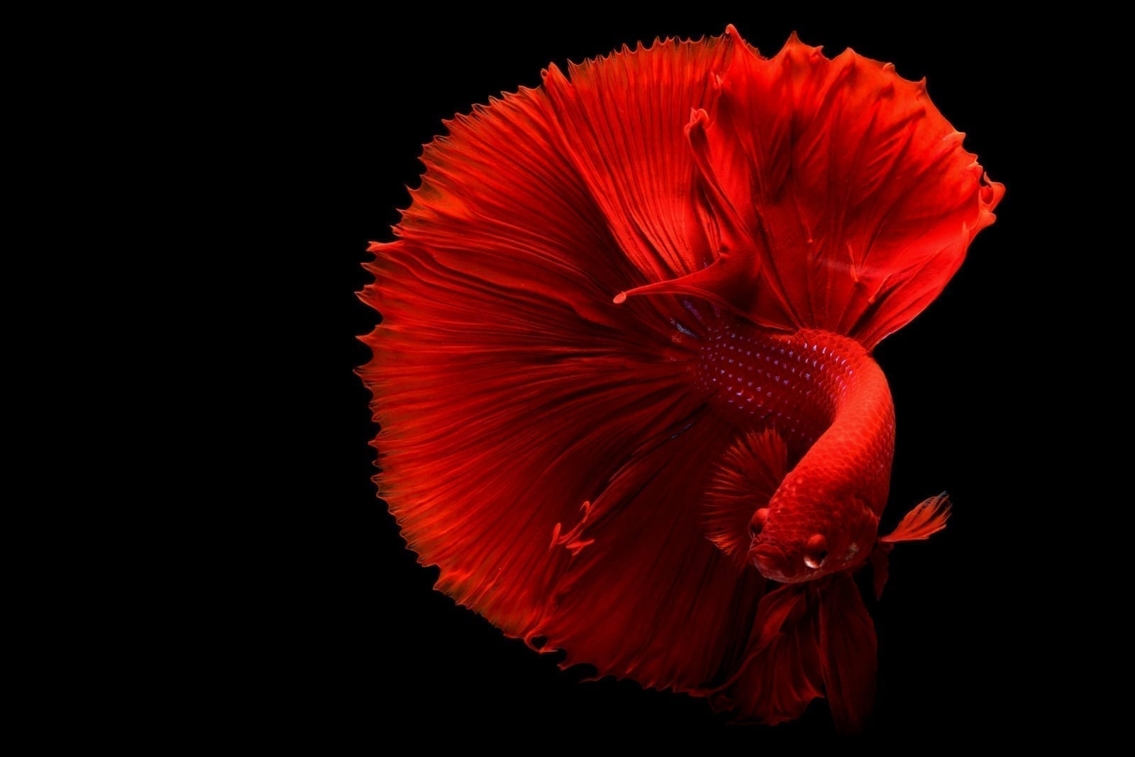 A betta fish with long flowing fins in deep red and blue