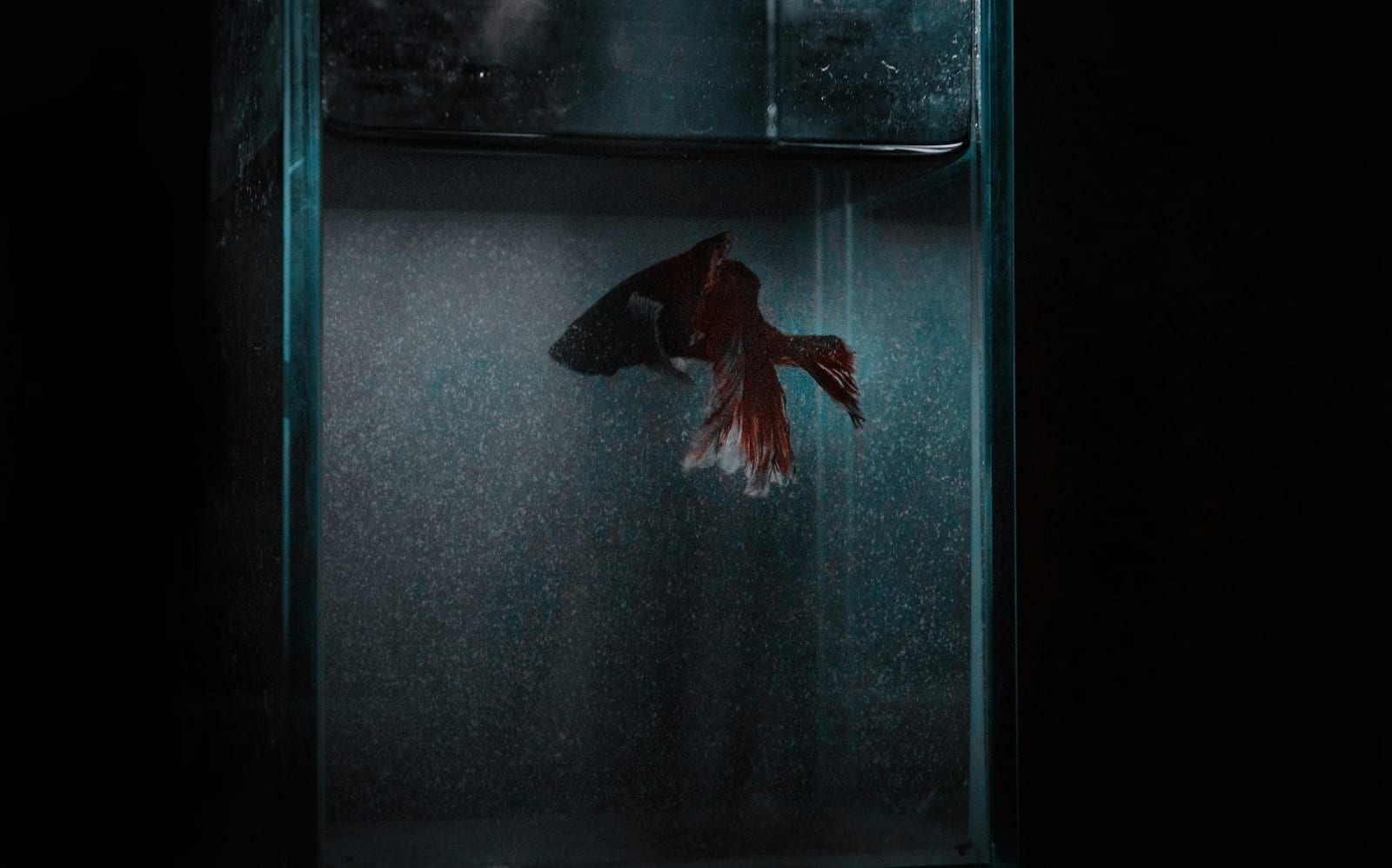 A betta fish with flowing fins near the water surface