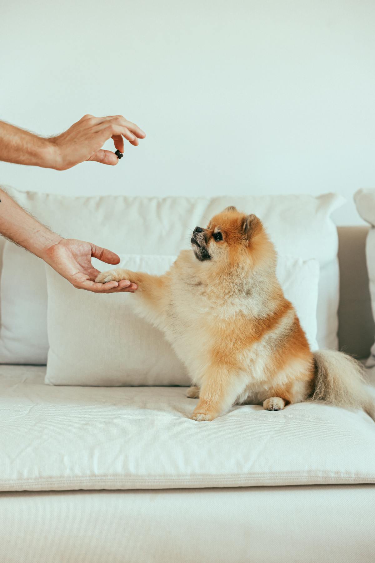 Pomeranian dog sitting on a sofa receiving a treat from a person's hand