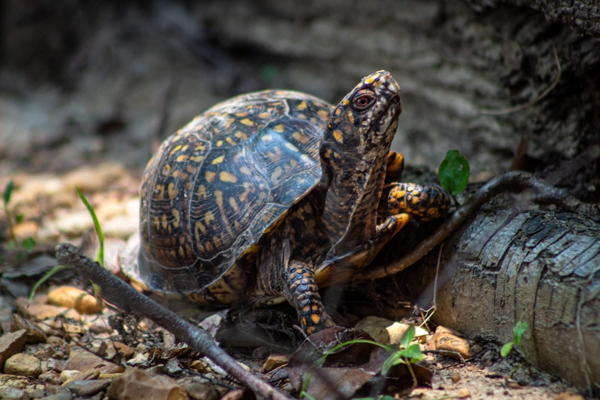Box turtle walking through backyard grass in Tennessee showing domed shell and orange markings on legs