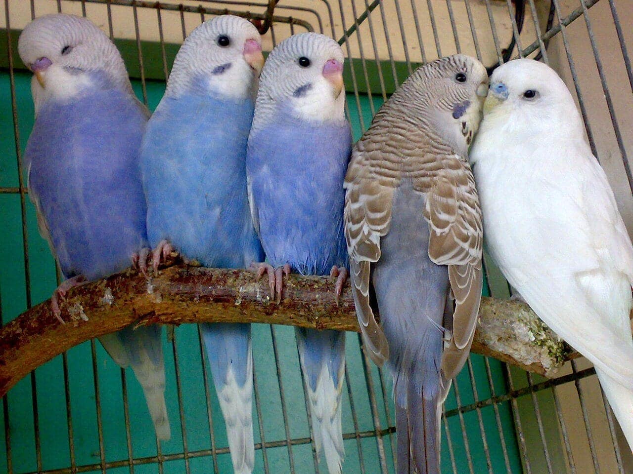 Five budgerigars in blue, grey and white perched shoulder to shoulder along a wooden branch in a cage
