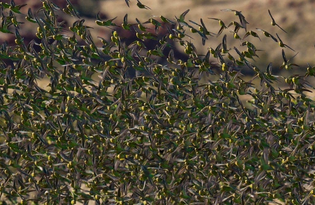 A dense flock of hundreds of wild budgerigars in flight filling the frame against dry scrub
