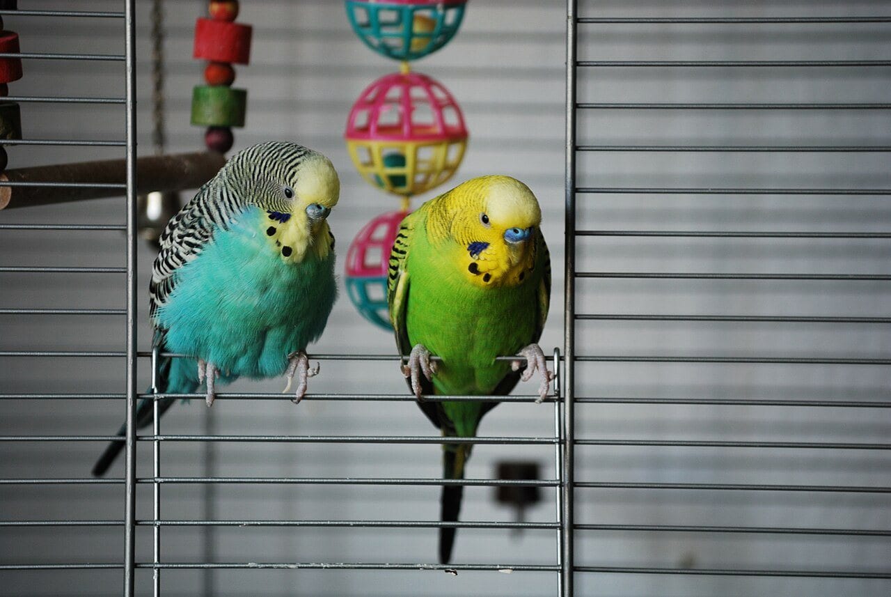 Two budgerigars, one blue and one green, perched on the door of a wire cage beside coloured plastic toys