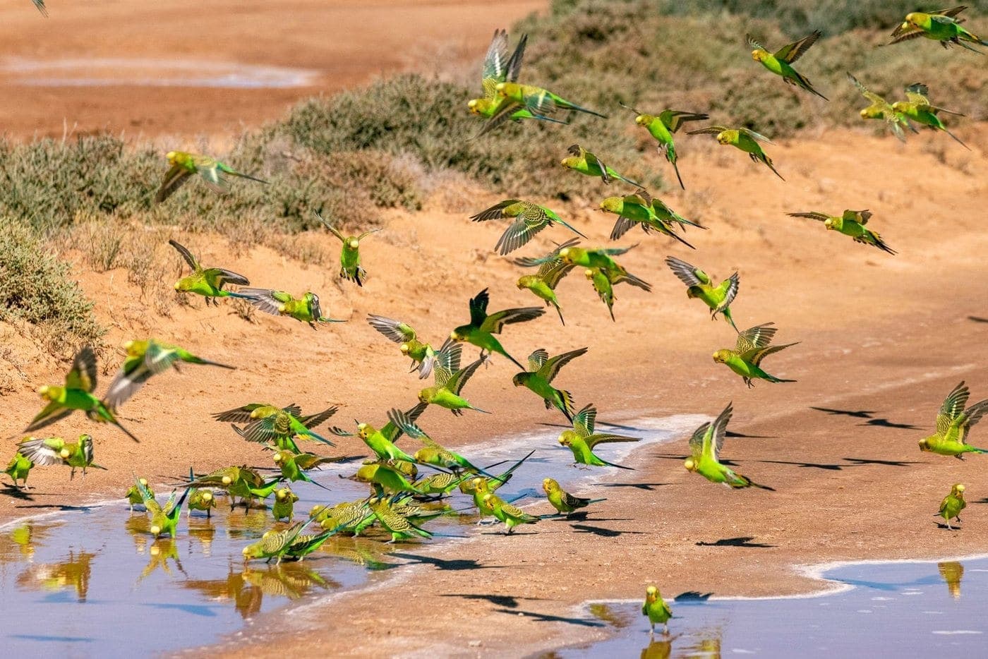 Dozens of wild green budgerigars flying in and landing at the edge of a red desert waterhole in Australia