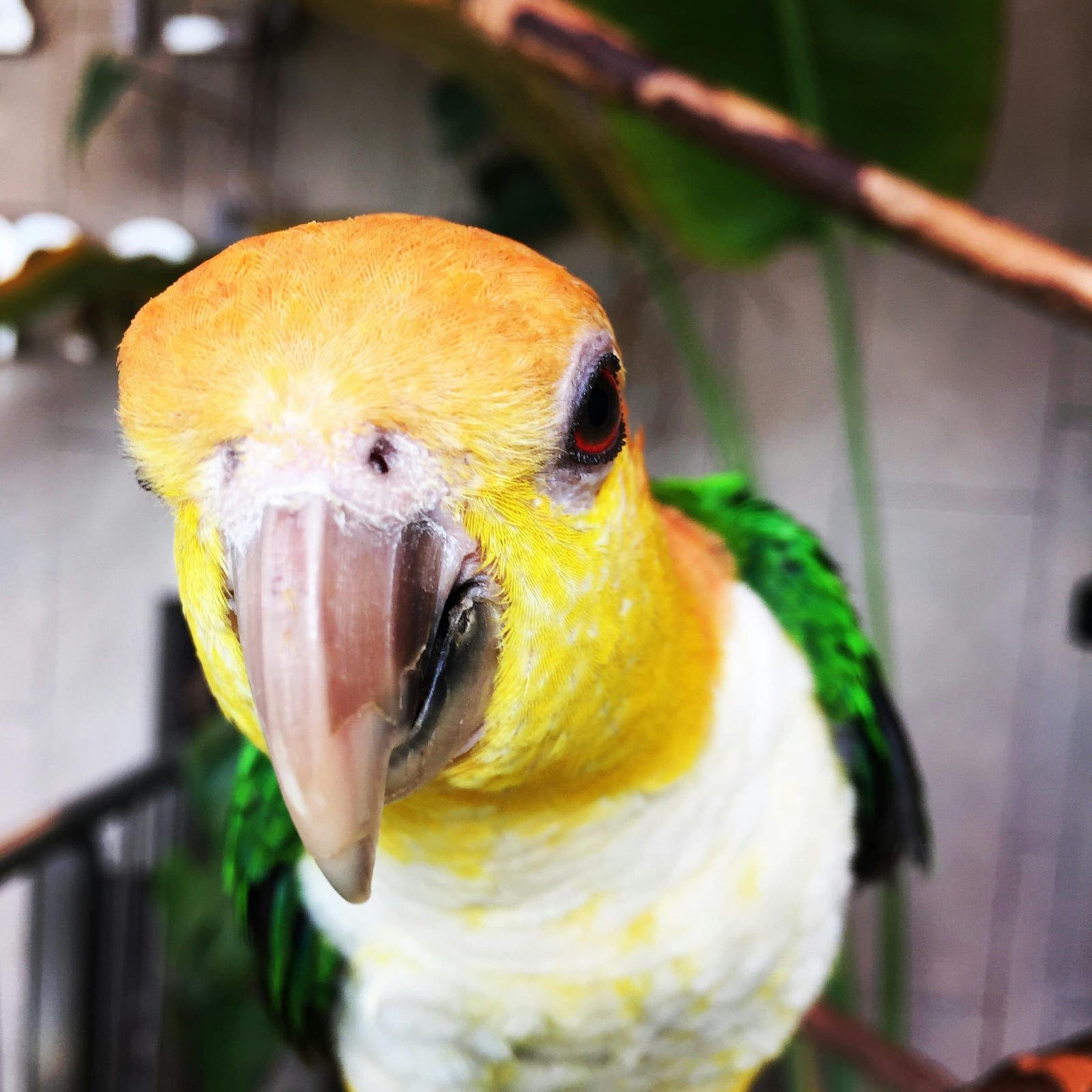 A caique with a bright orange head, green wings, and a cream chest