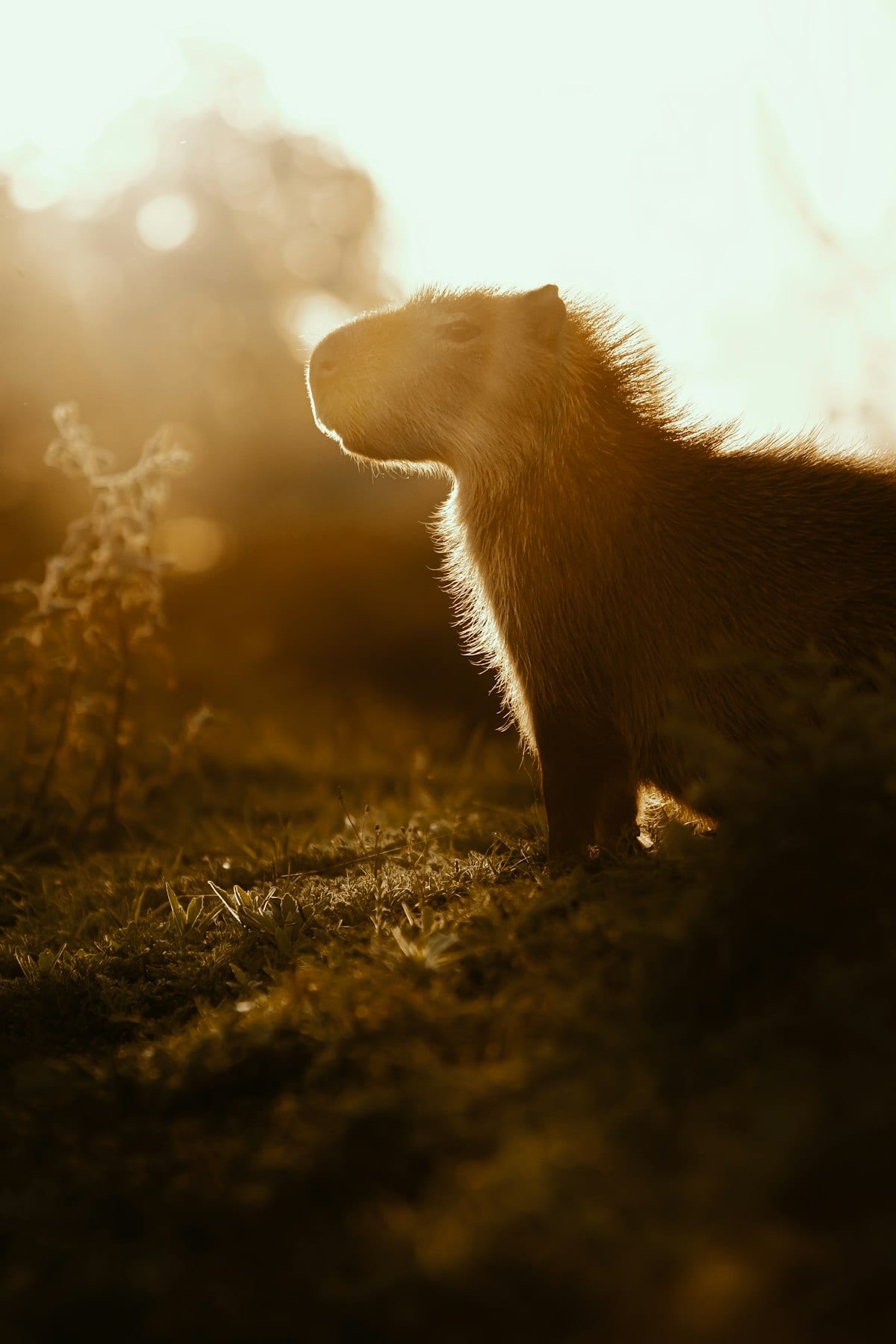 Capybara in golden hour sunlight showing characteristic large rounded body and distinctive facial features
