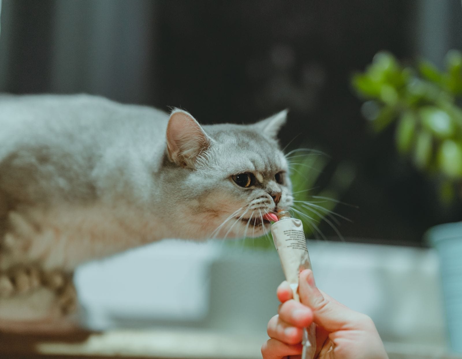 A cream British Shorthair cat licking a puree treat from a tube held in a person's hand